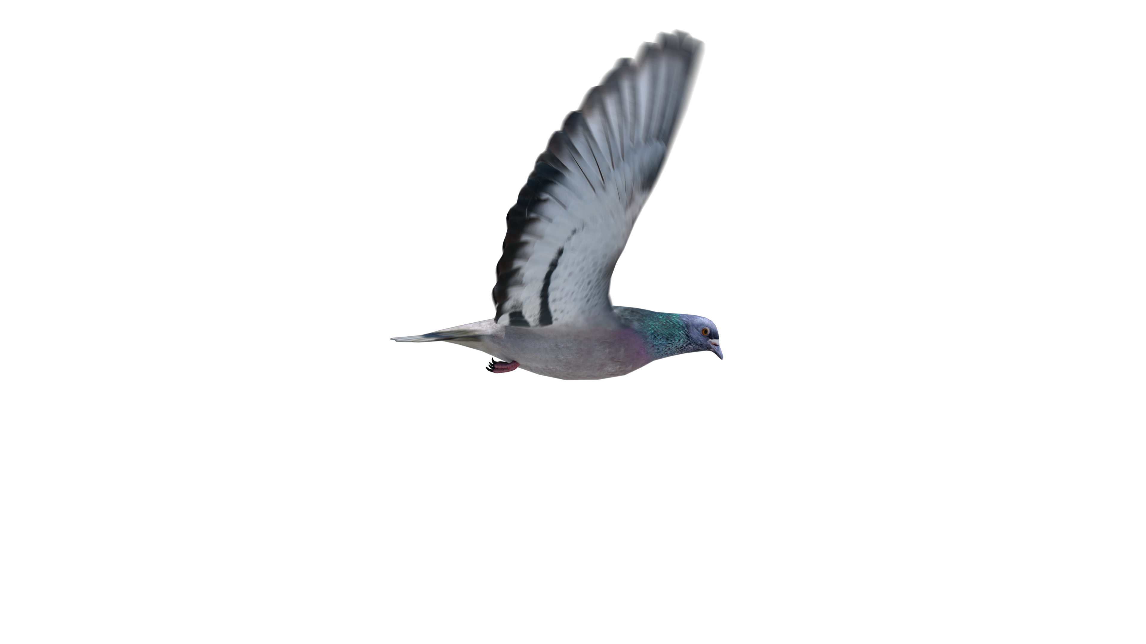 Looping pigeon, Side view effect, Footagecrate free fx archives, Dynamic motion, 3840x2160 4K Desktop