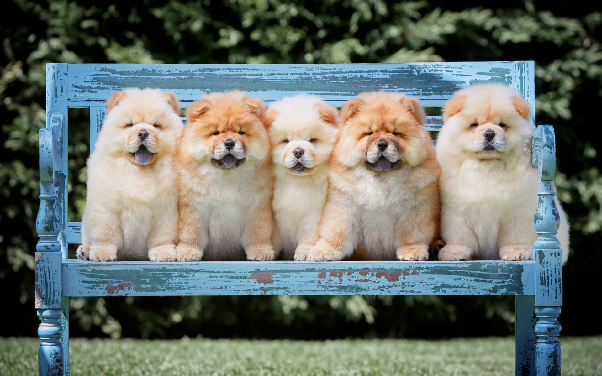 Siblings, Chow Chow Wallpaper, 1920x1200 HD Desktop