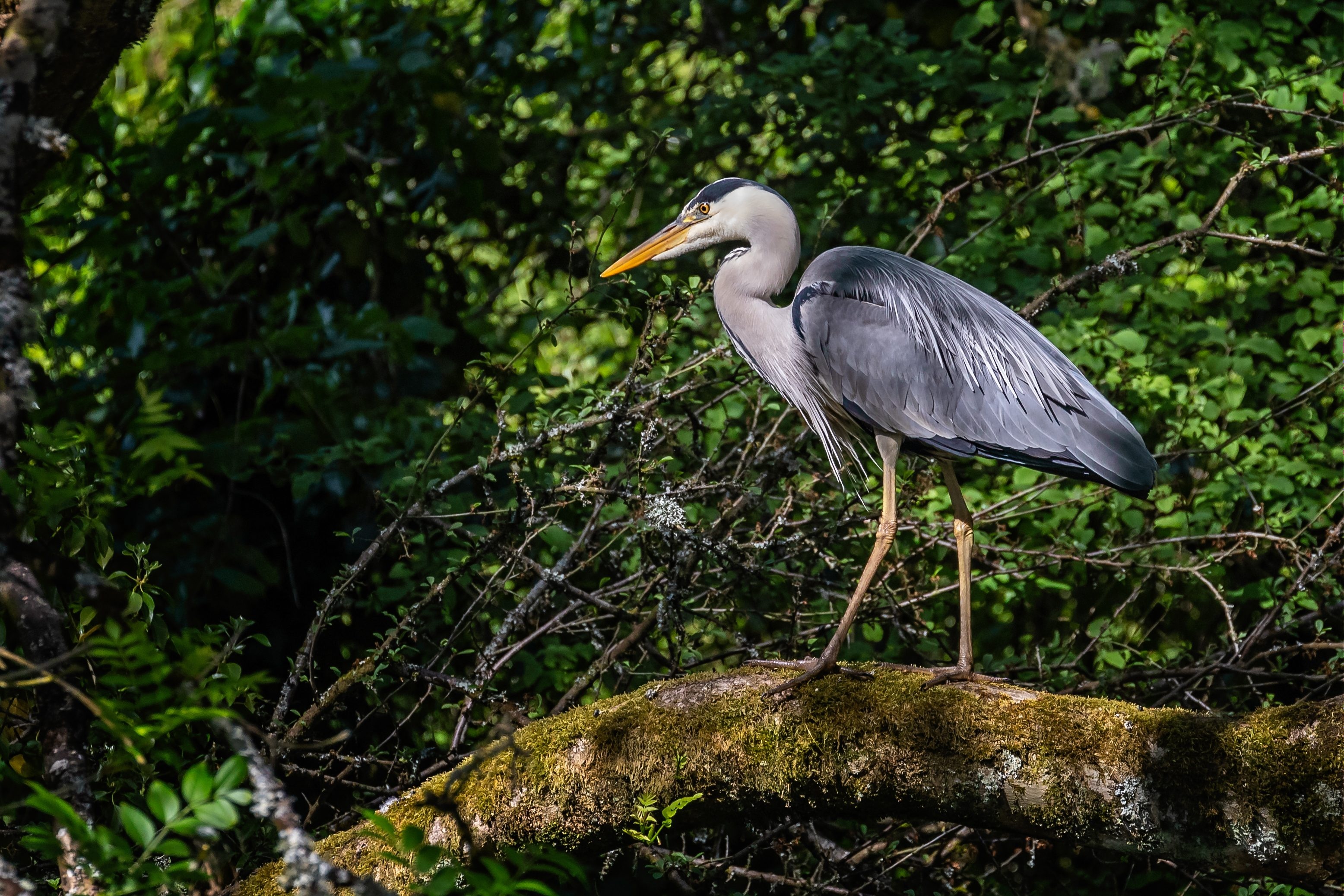 Heron, Graceful bird, Wetland habitat, Water's edge, 3120x2080 HD Desktop