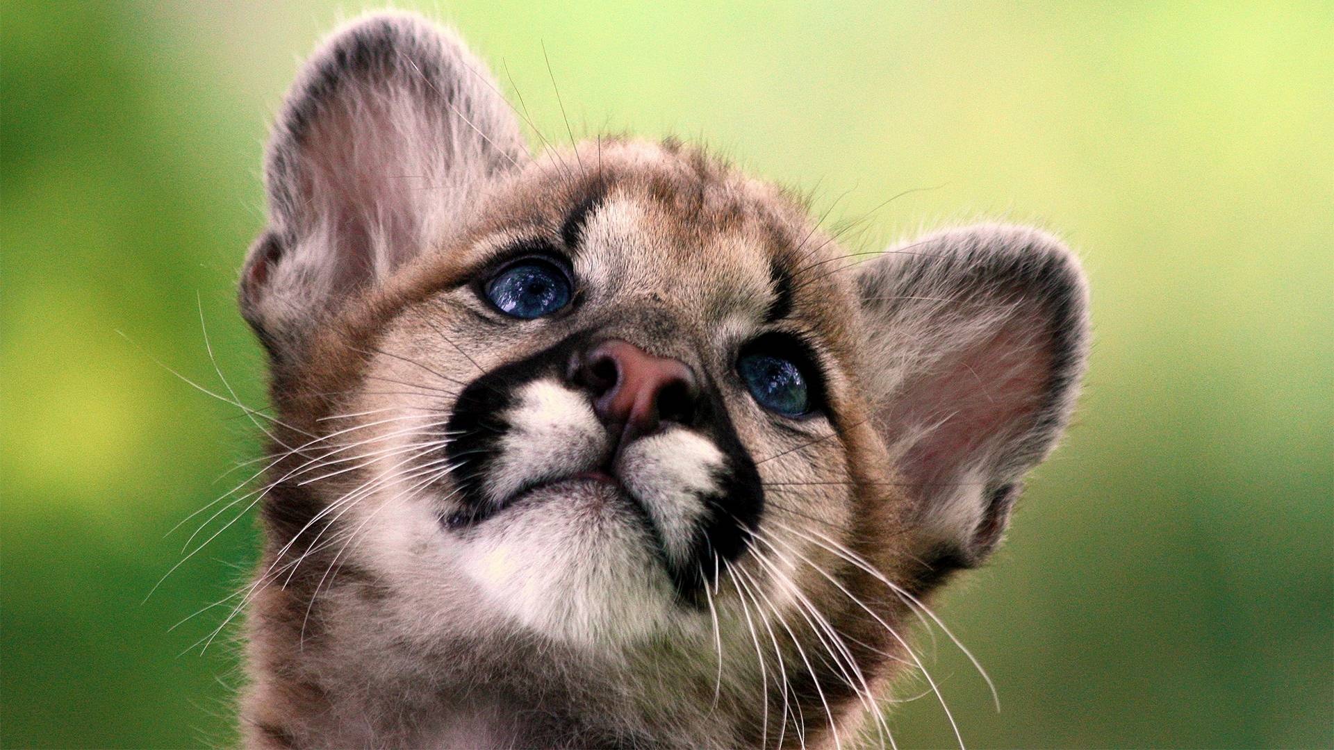 Florida panther, Baby Animal Wallpaper, 1920x1080 Full HD Desktop