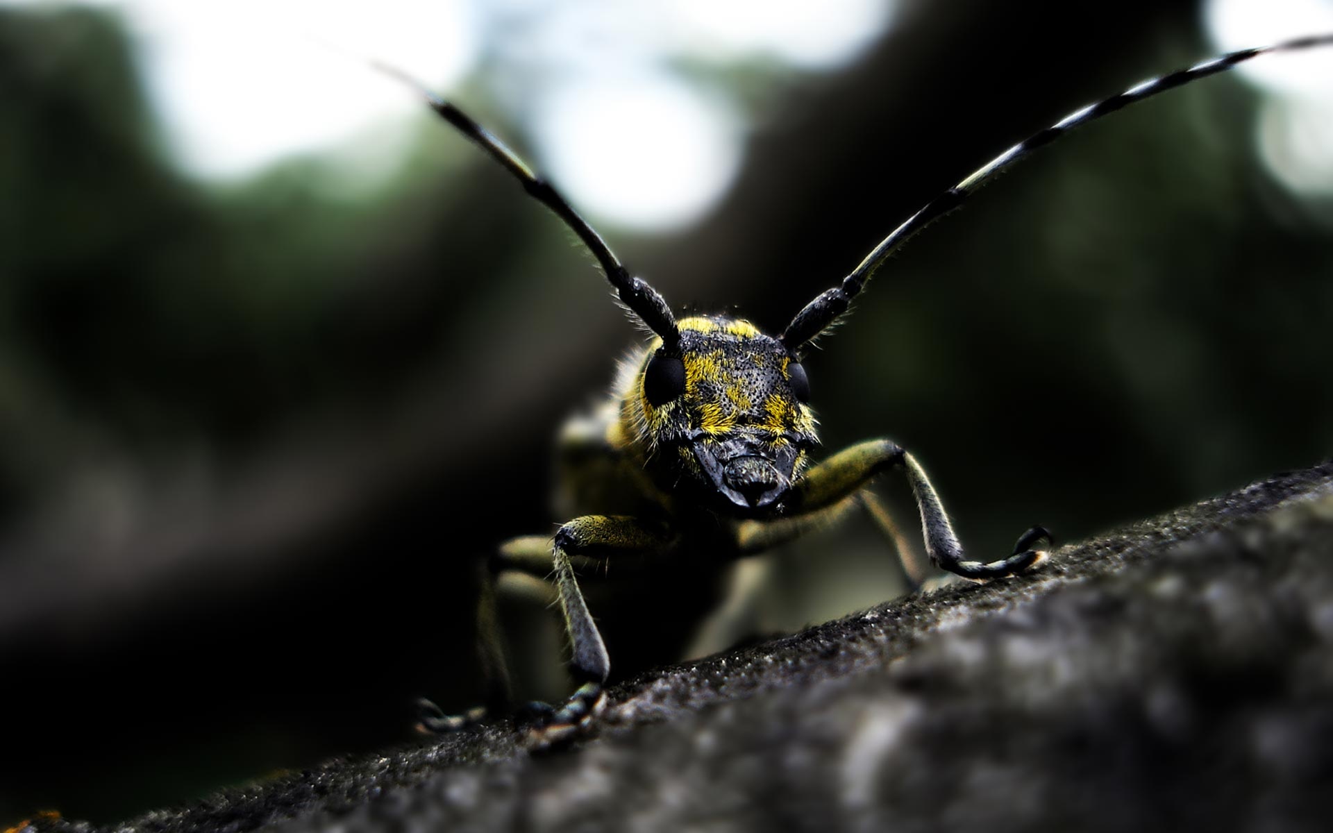 Free insect wallpaper, 24757 px, 1920x1200 HD Desktop