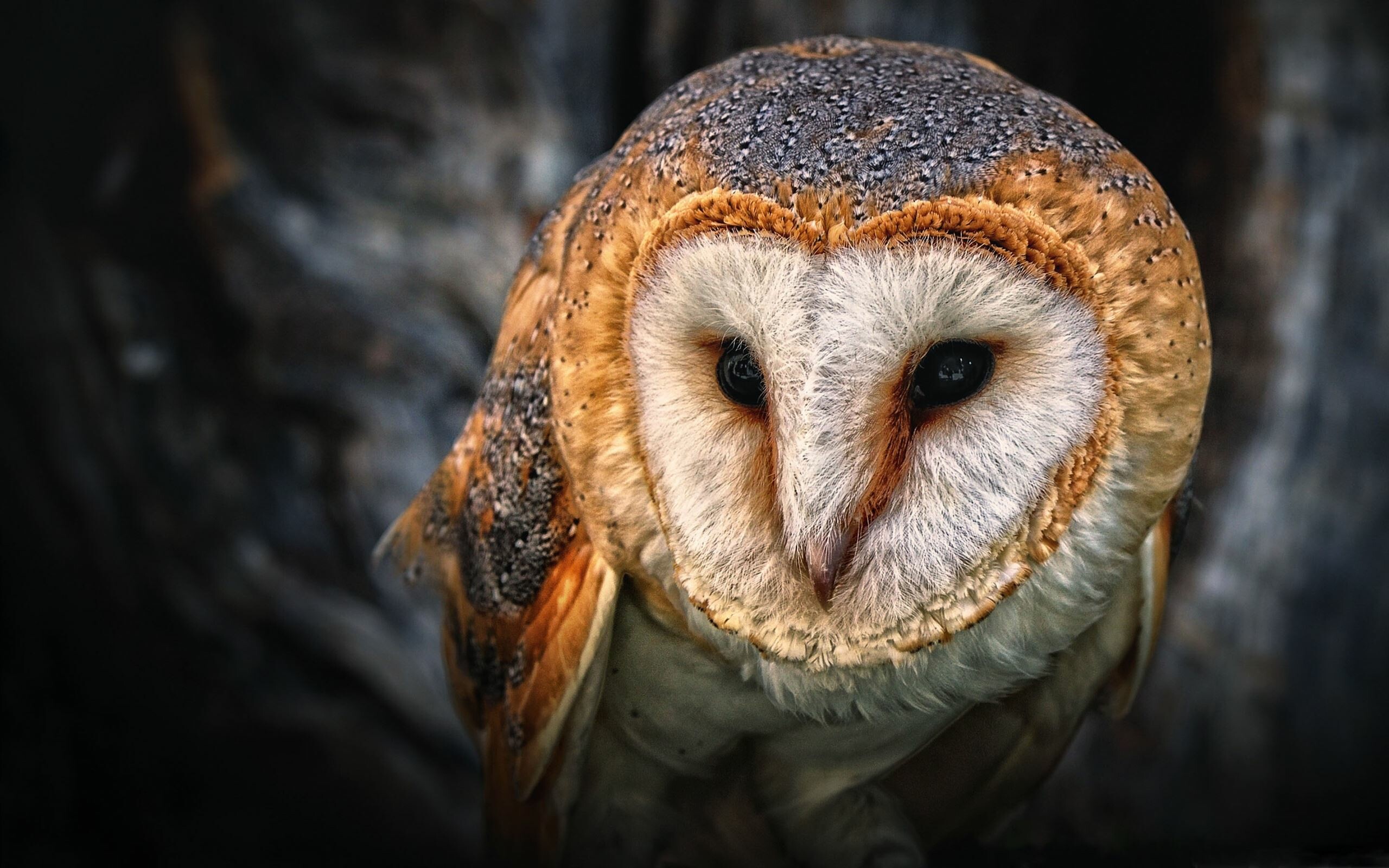 Best owl Mac wallpapers, Stunning bird photography, Nocturnal creatures, Wise and mysterious, 2560x1600 HD Desktop