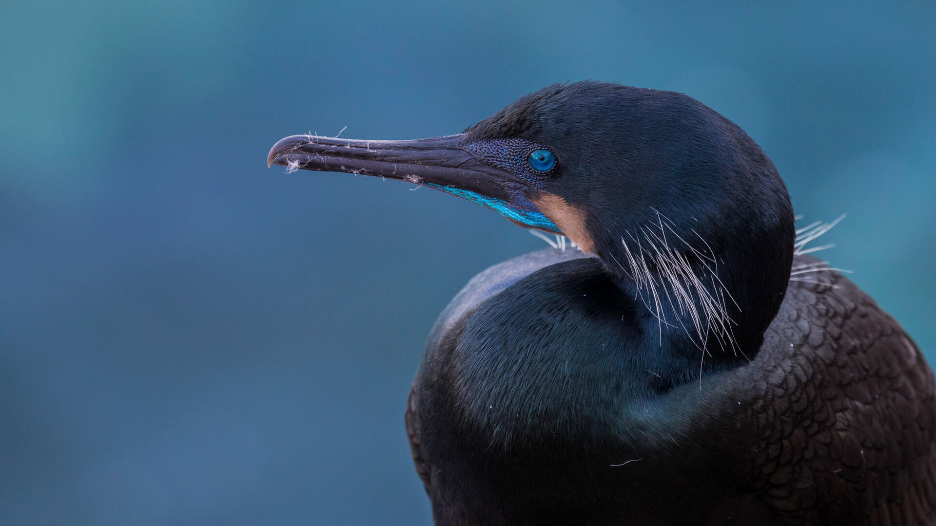 Most popular cormorant wallpapers, Captivating backgrounds, Avian splendor, Stunning visuals, 1920x1080 Full HD Desktop