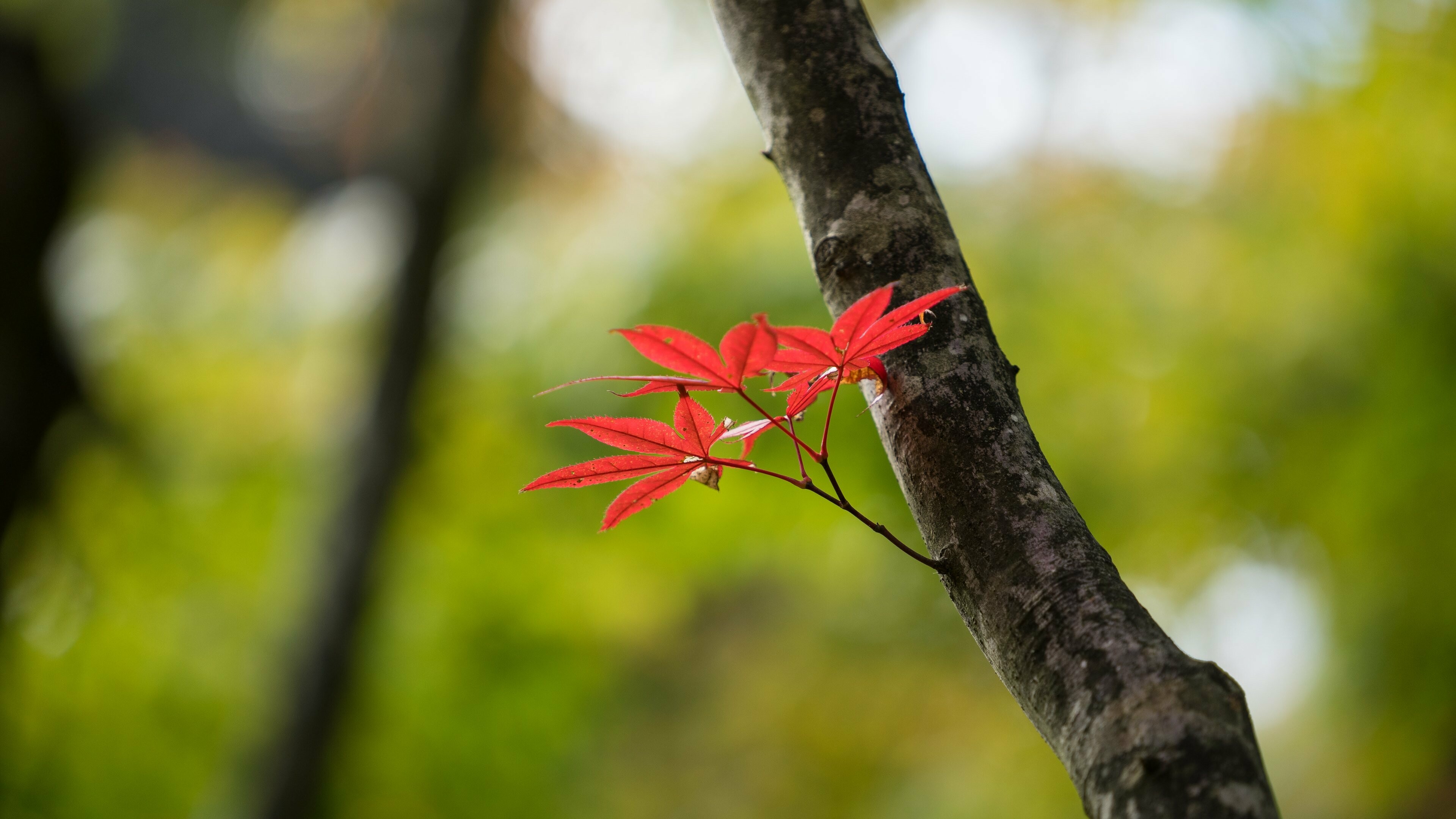 Leaf high quality wallpaper, UHD 4K, 3840x2160 4K Desktop