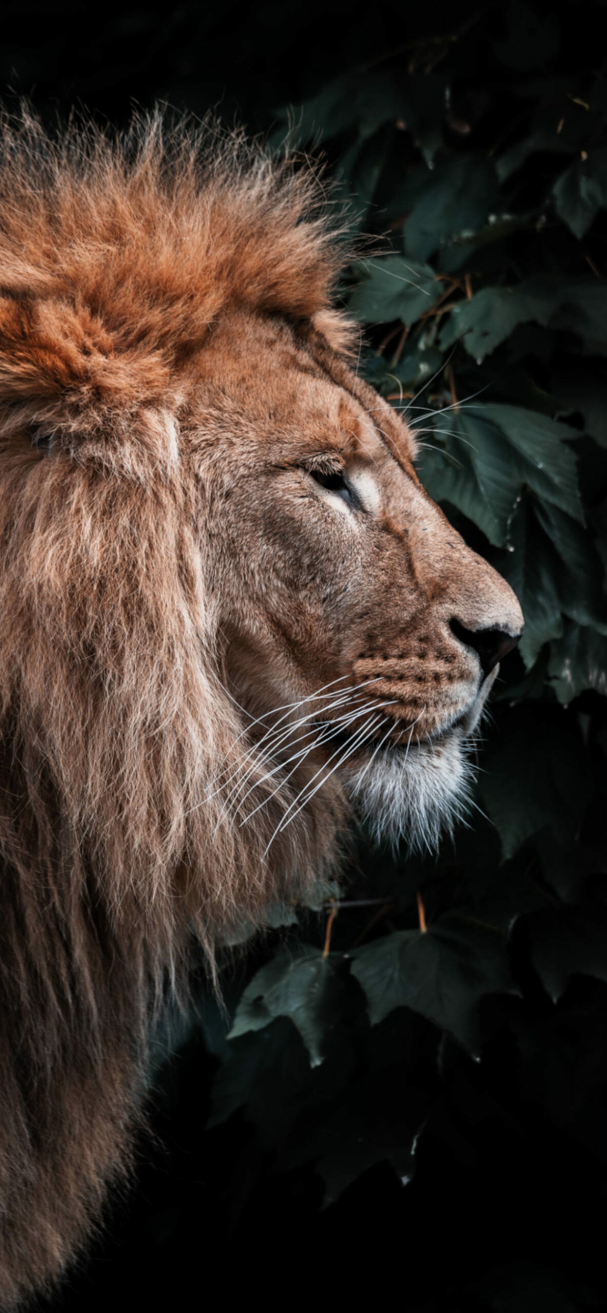 Lion portrait, Majestic ruler, Wallpaper-worthy, iPhone display, 1190x2560 HD Phone