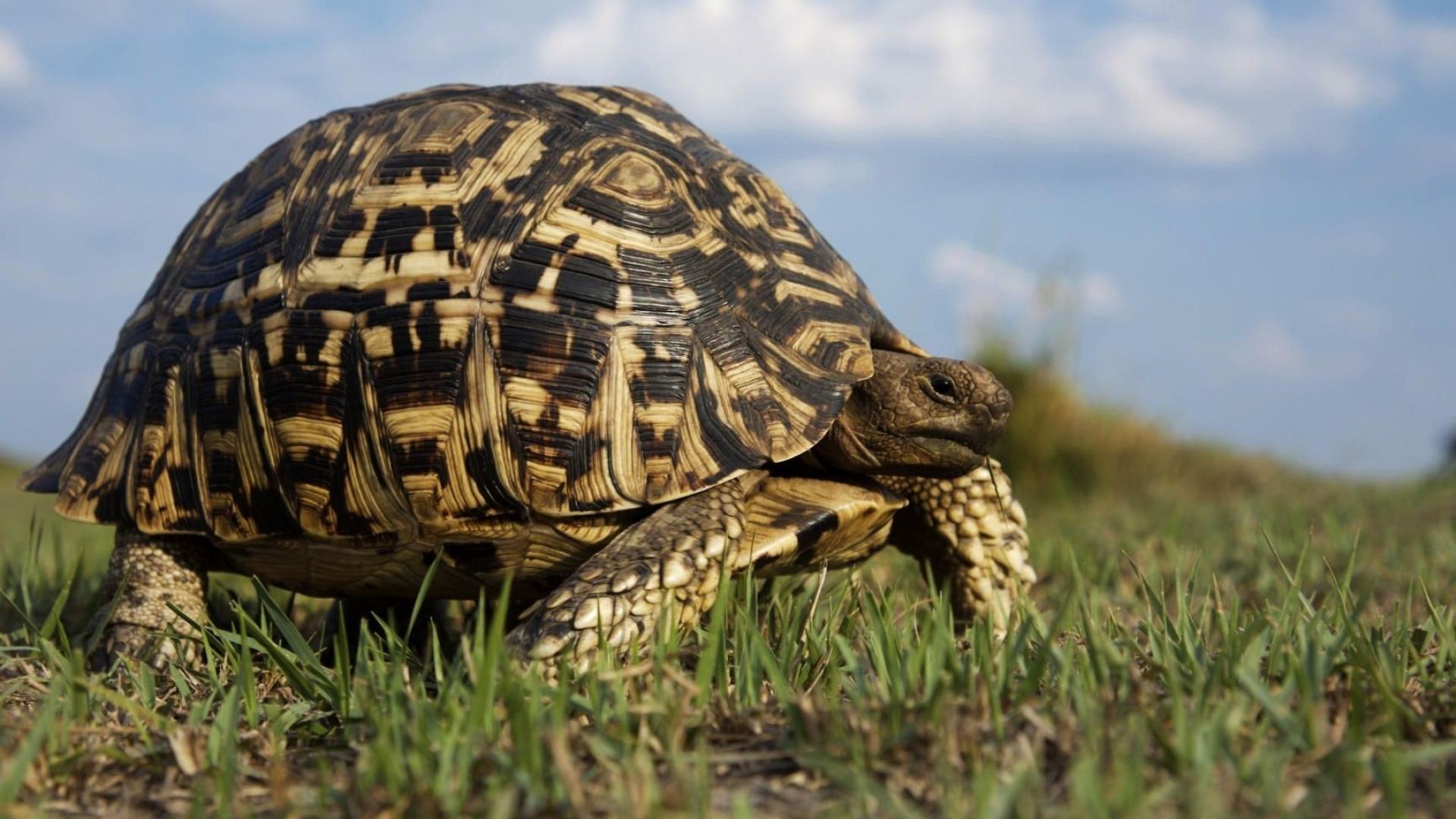 Leopard tortoise, Turtles Wallpaper, 1920x1080 Full HD Desktop