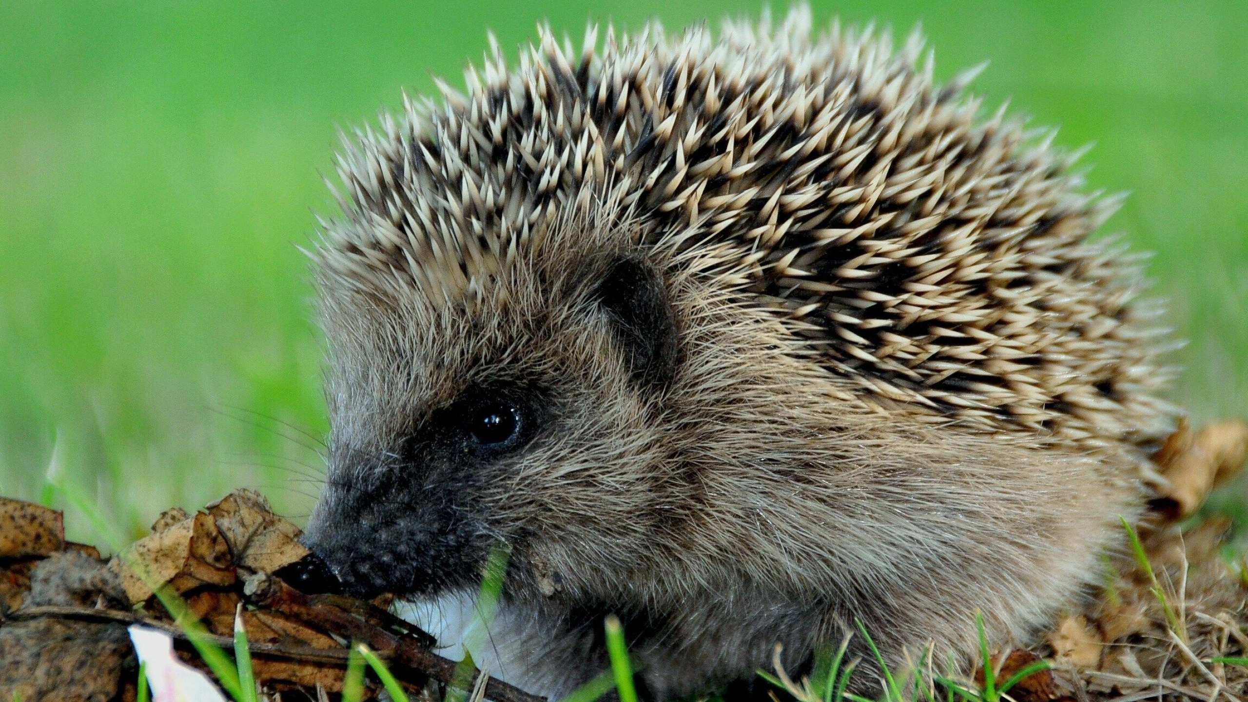 Adorable baby hedgehog, Cute hedgehog wallpaper, Hedgehog, 2560x1440 HD Desktop