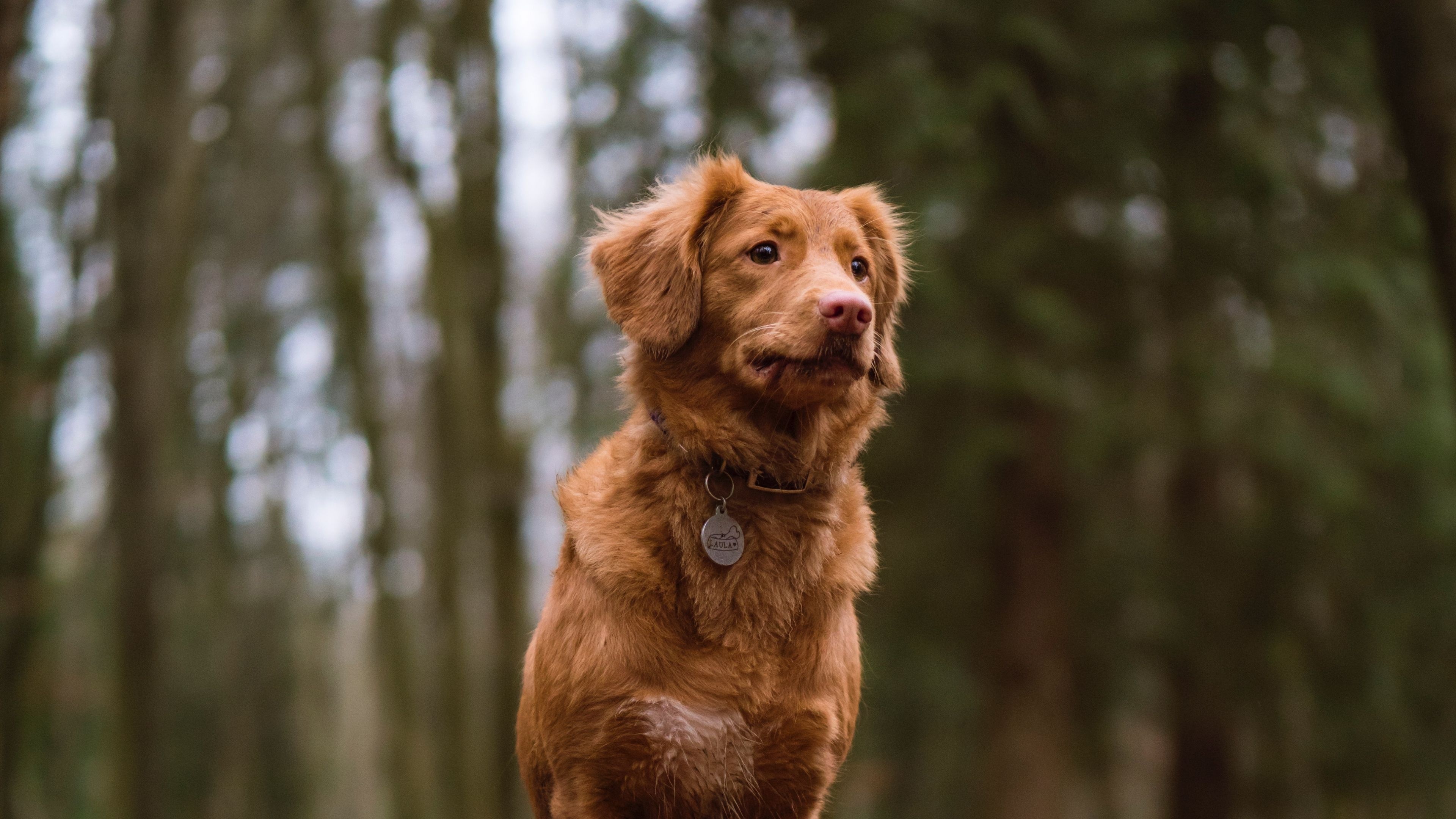 Retriever, Cute Dogs Wallpaper, 3840x2160 4K Desktop