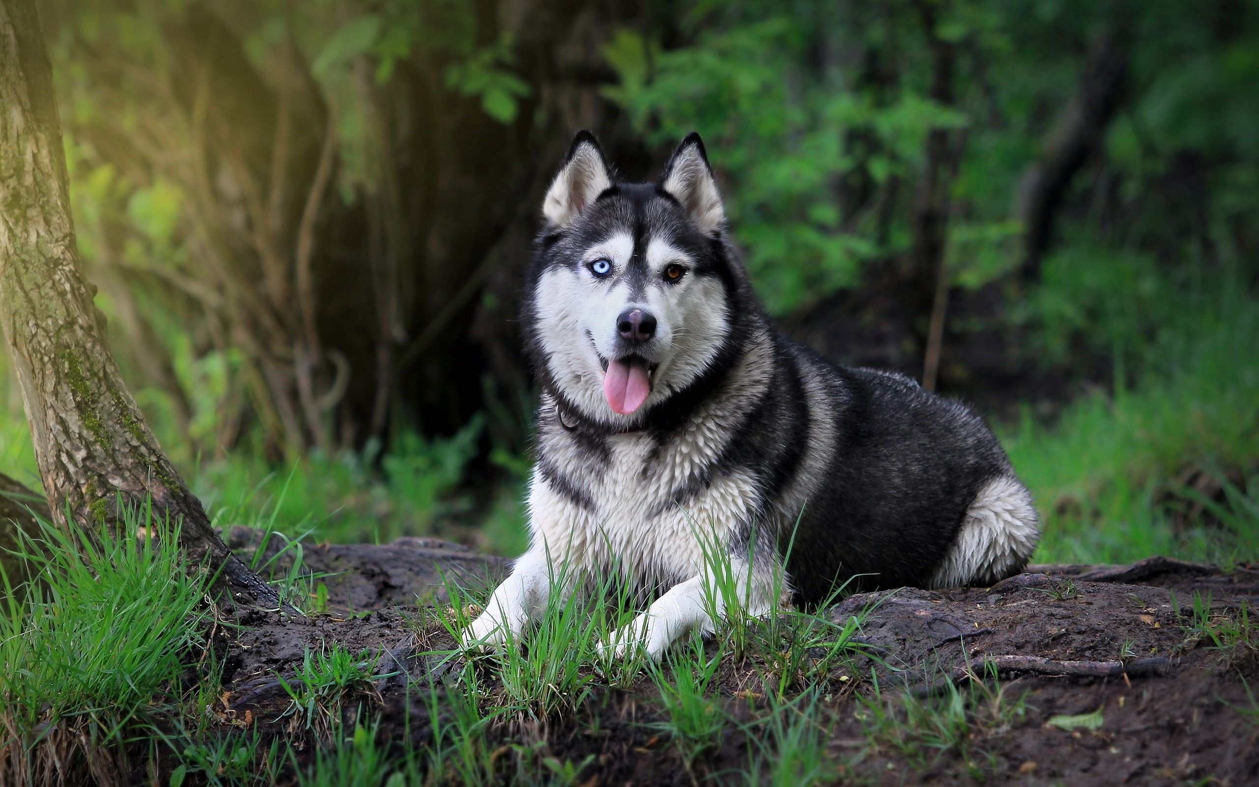 Siberian husky wallpapers, 4K resolution, Teahubio, 2560x1600 HD Desktop