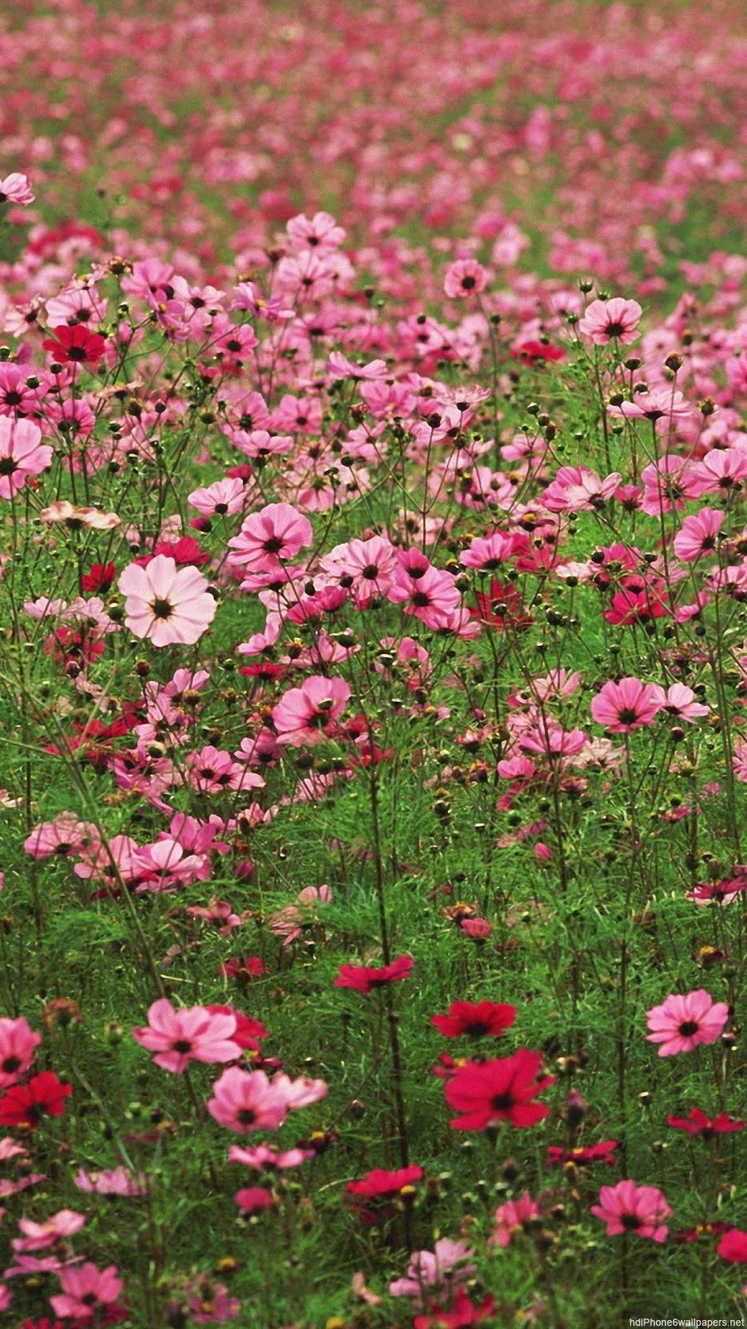 Flower field iPhone wallpapers, Flower power, Mobile beauty, Floral delight, 1080x1920 Full HD Phone