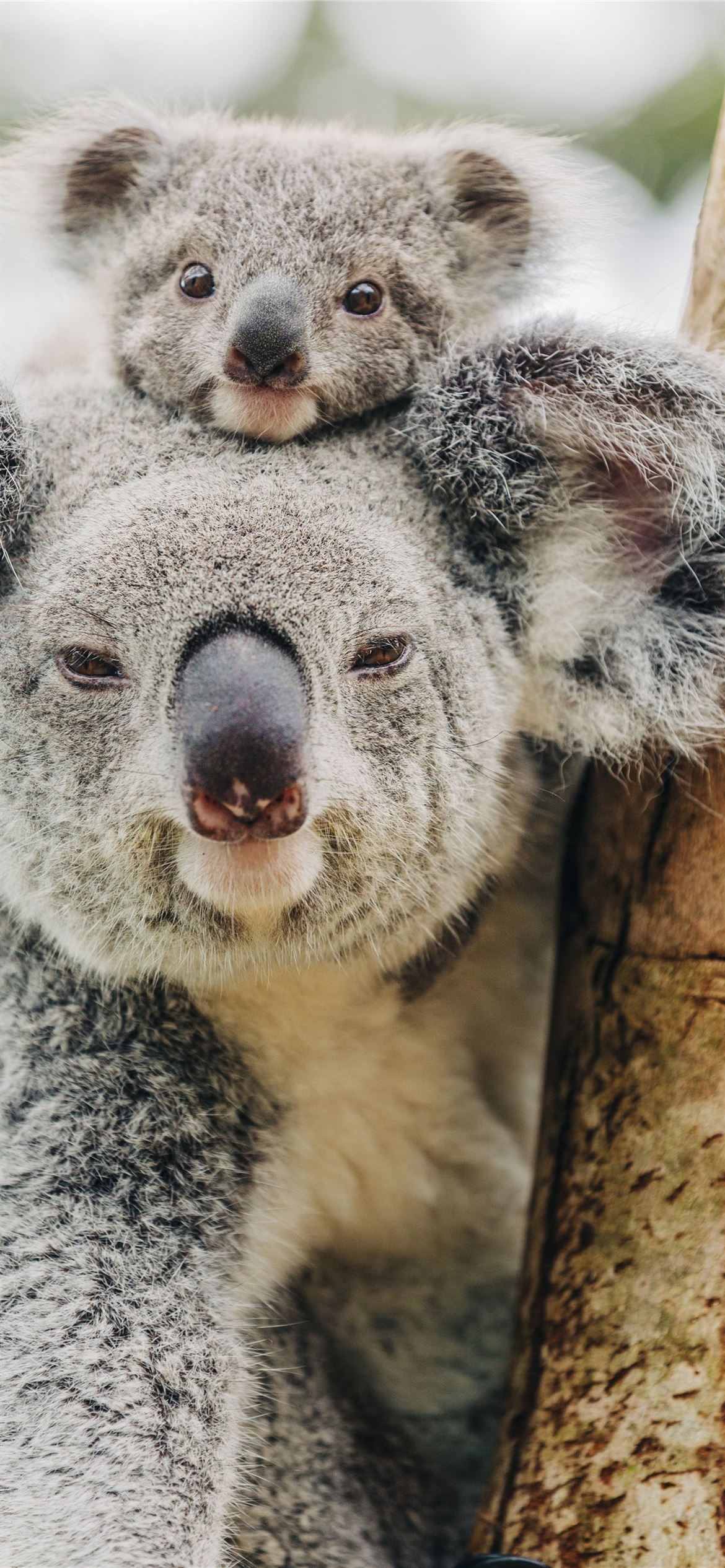 HD iPhone koala wallpapers, Free download, Home screen beauty, Phone customization, 1170x2540 HD Phone