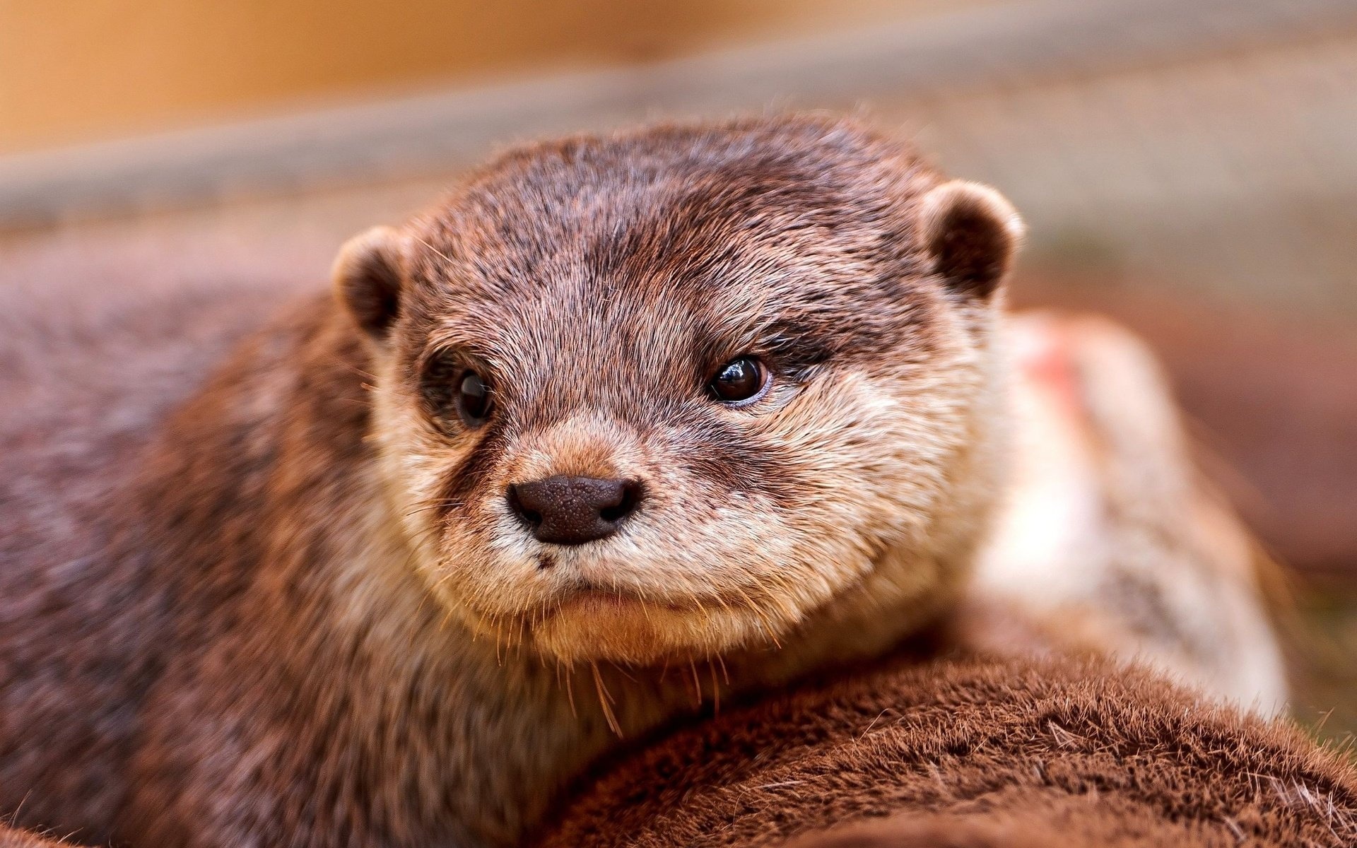 Otter in motion, Whiskers and fur, Graceful swimmers, Natural beauty, 1920x1200 HD Desktop