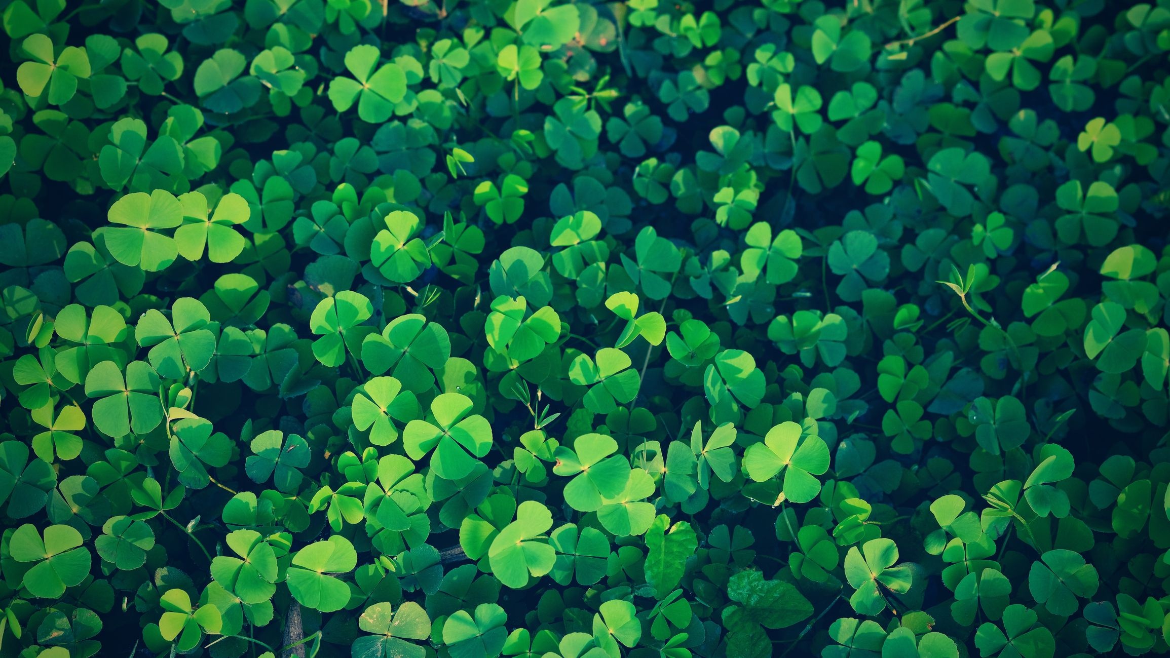 Four-leaf clover, Good Luck Wallpaper, 2310x1300 HD Desktop