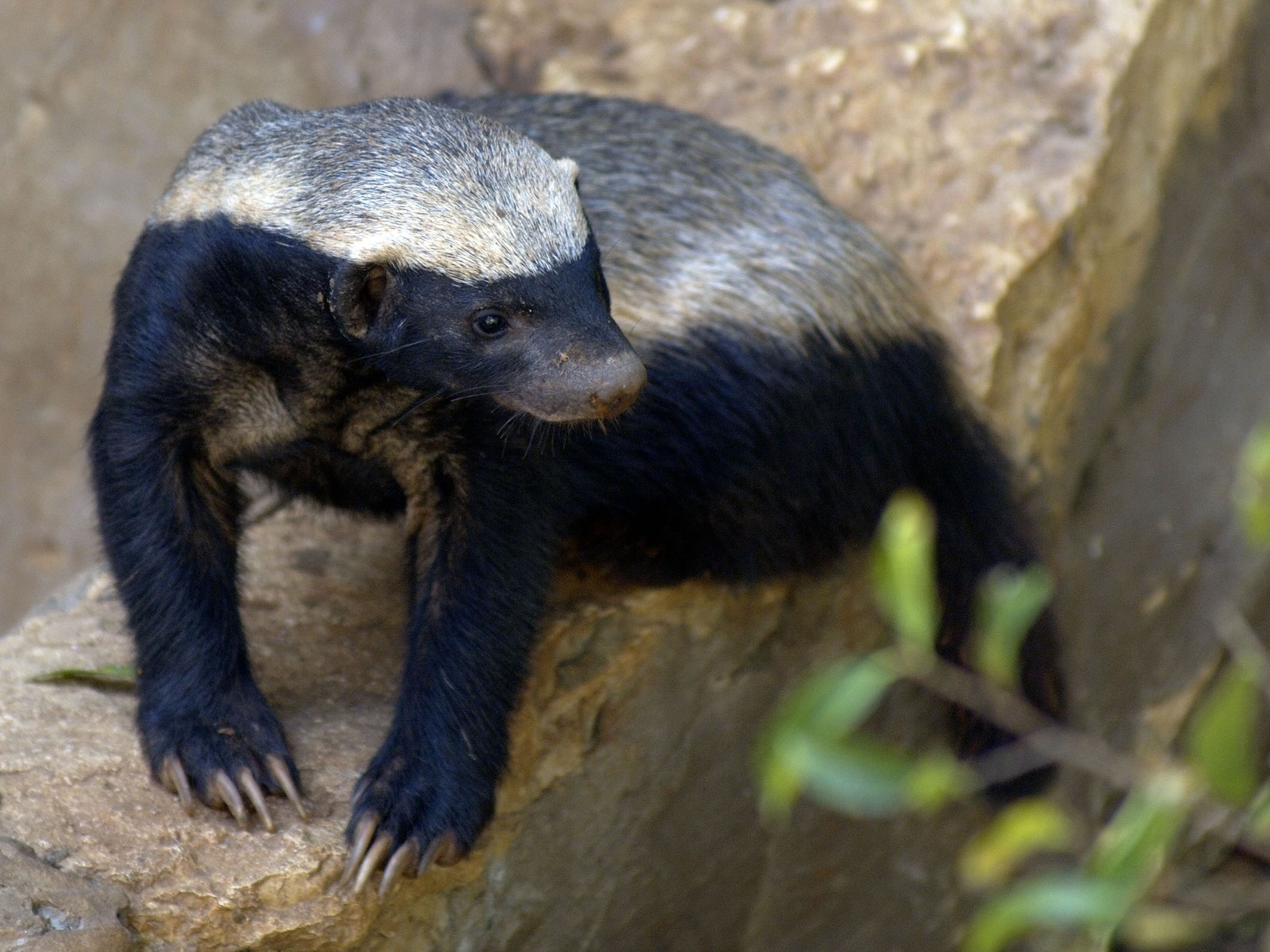 Honey Badger, Top free, Badger backgrounds, 2130x1600 HD Desktop