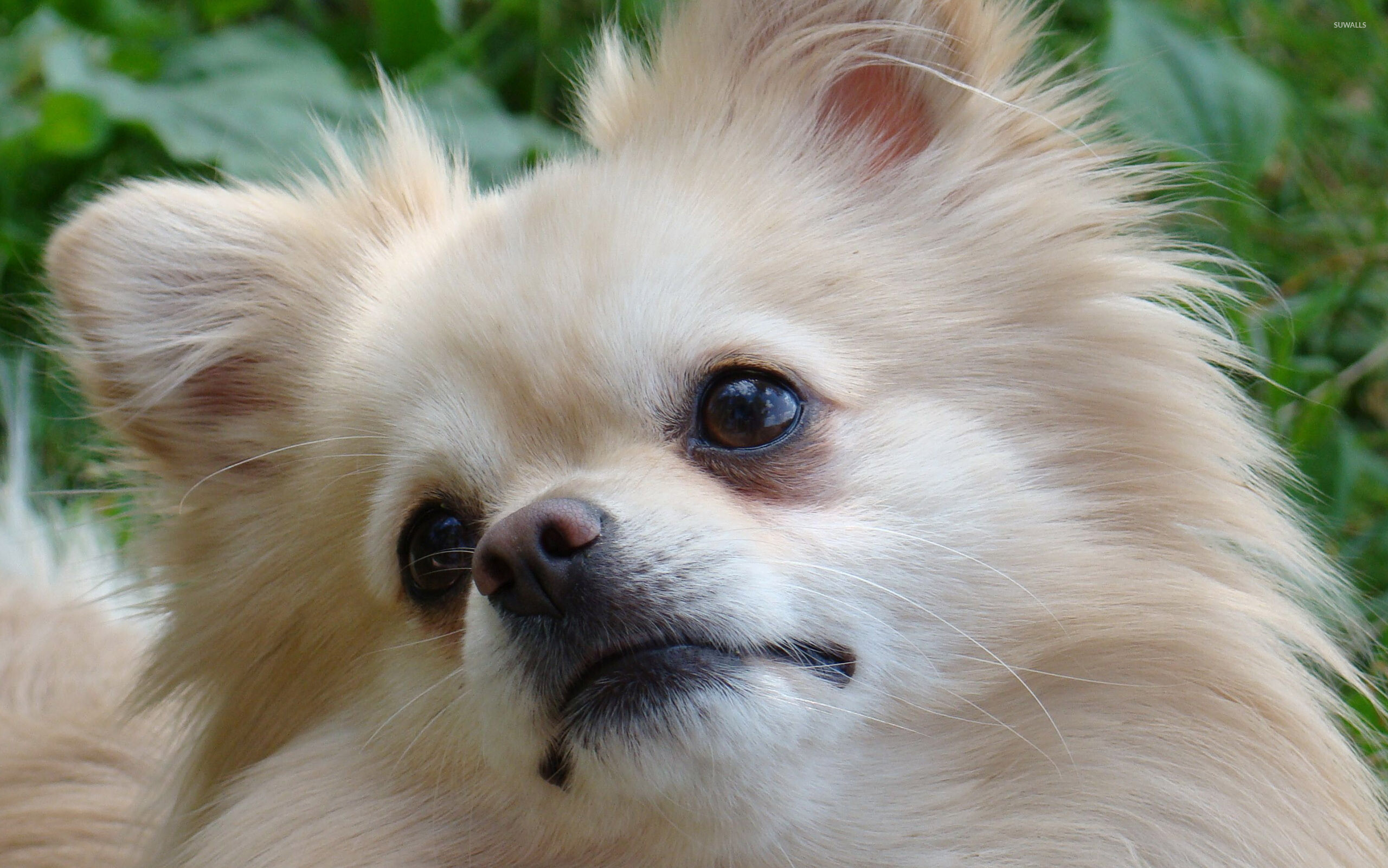 Close-up, Pomeranians Wallpaper, 2560x1600 HD Desktop