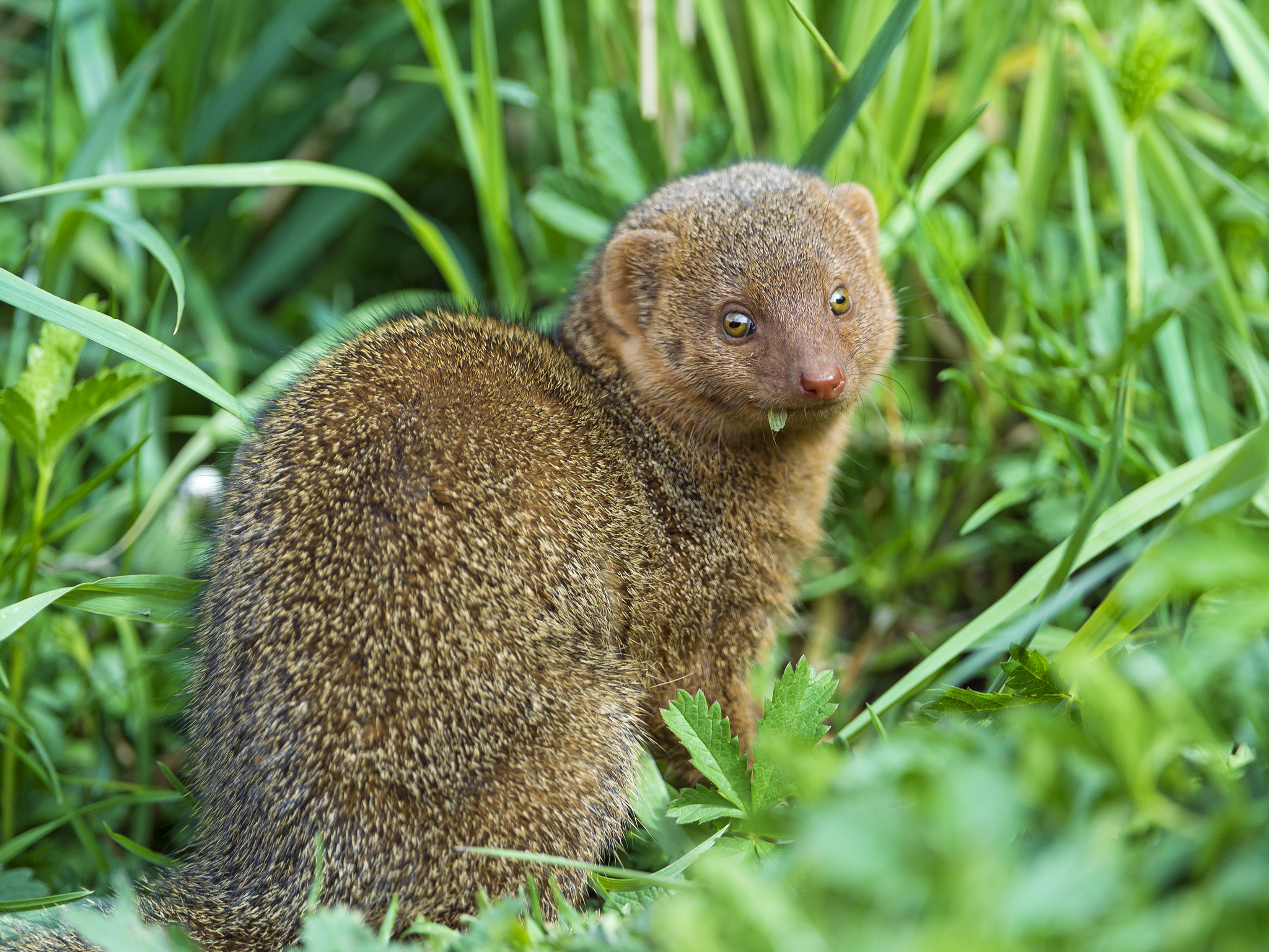 Mongoose, Agile predator, Camouflaged hunter, Wildlife close-up, 2050x1540 HD Desktop