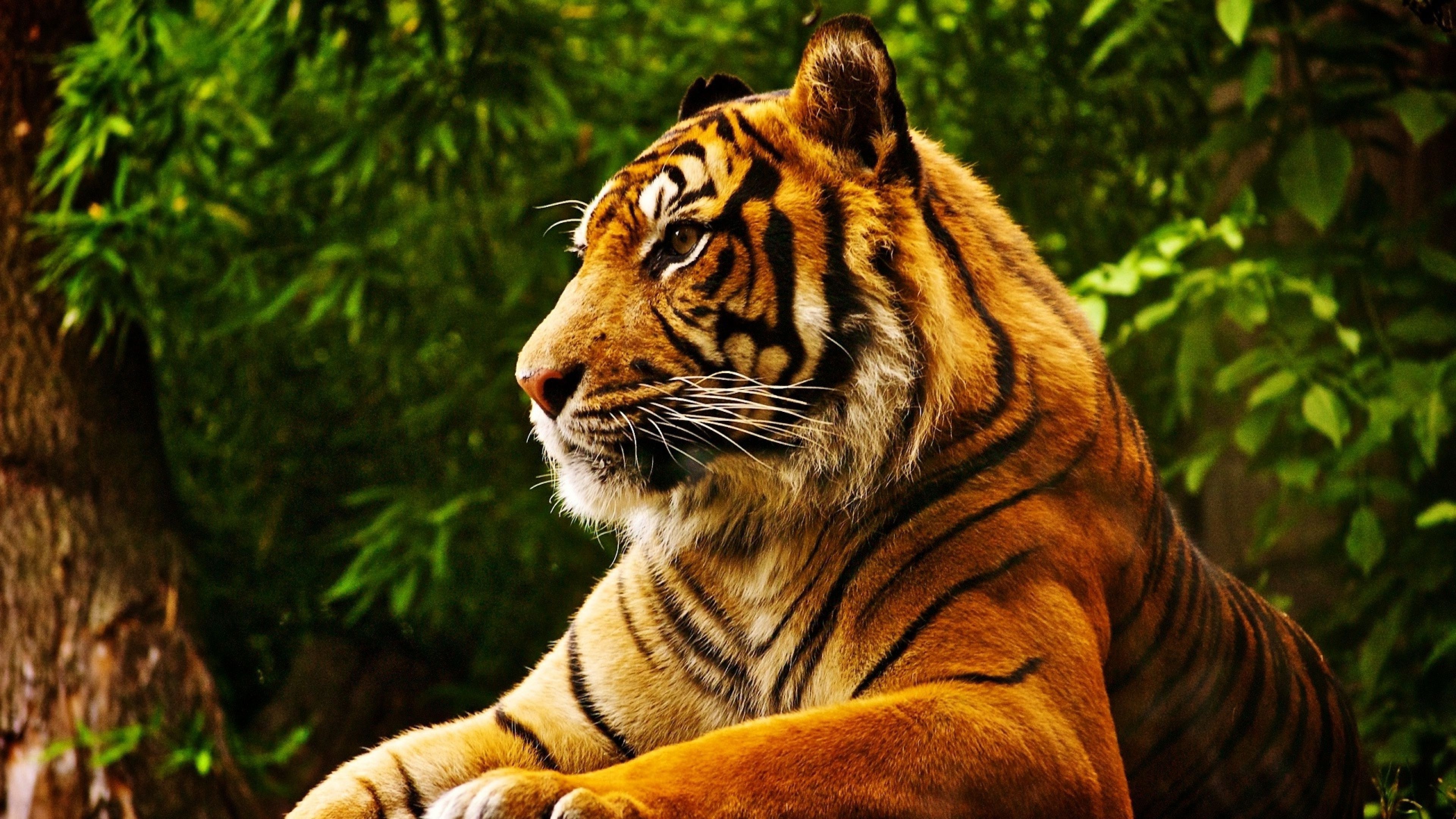 Sumatran tiger, Jungle Animal Wallpaper, 3840x2160 4K Desktop