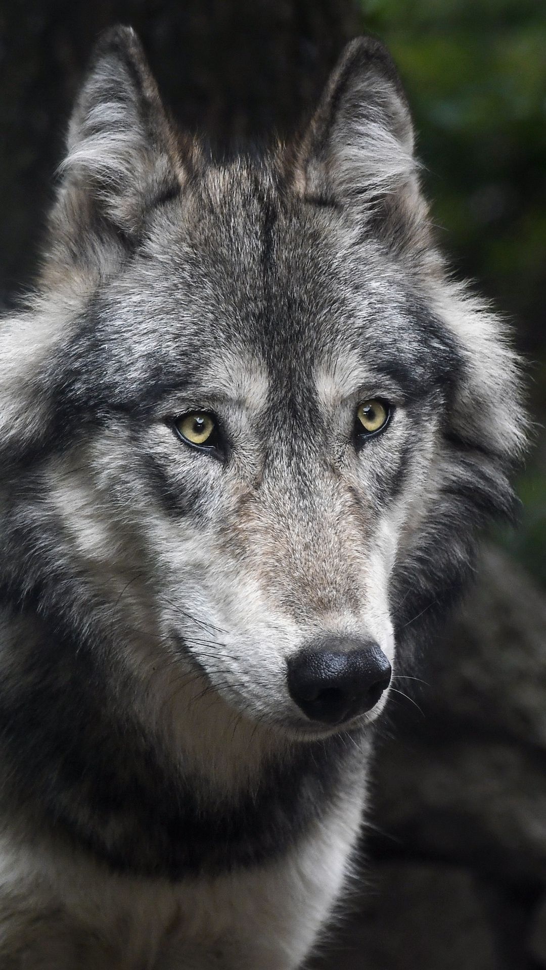 Gray Wolf, Predator wolf, Animals wallpaper, Wolf life, 1080x1920 Full HD Phone