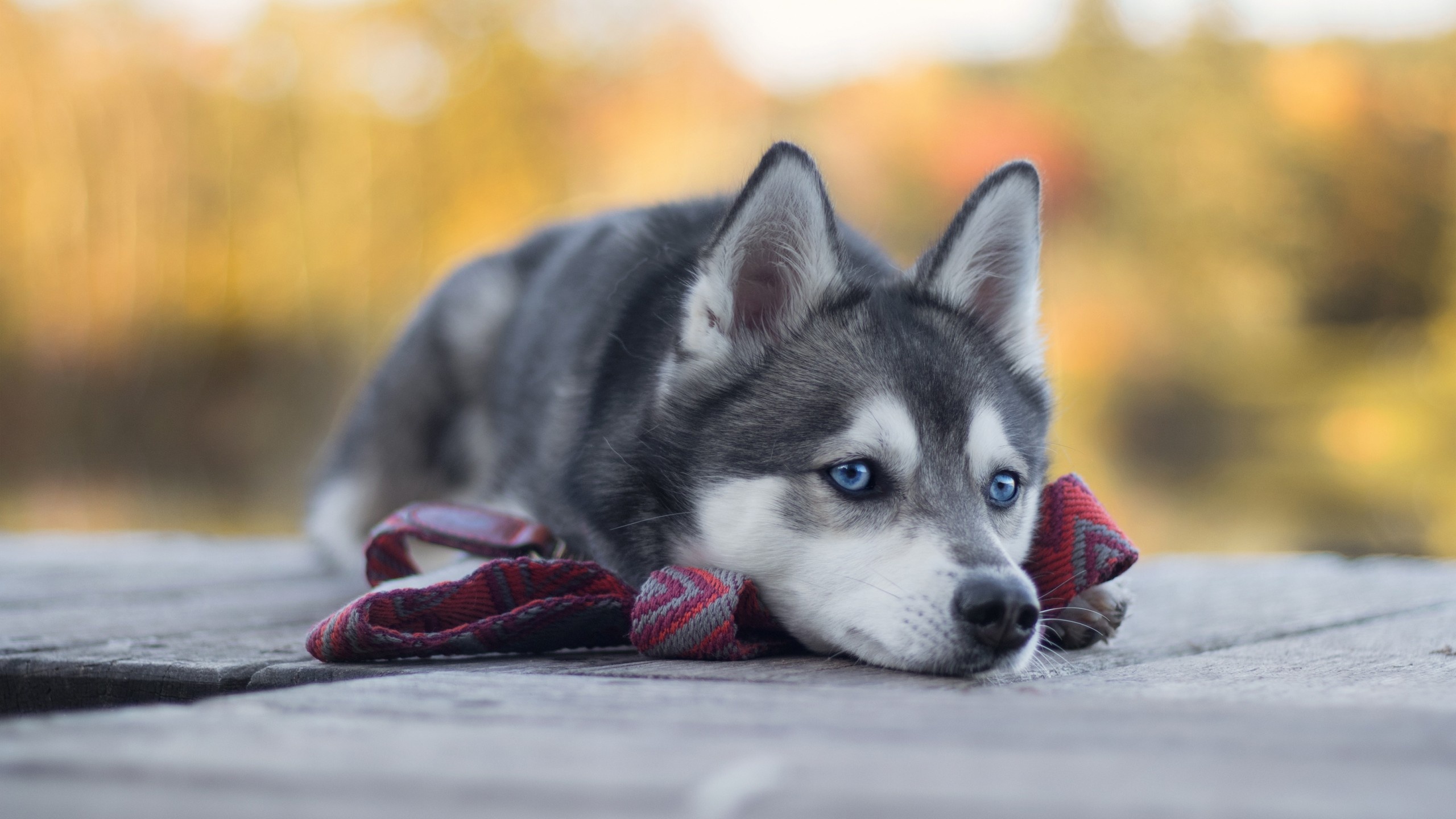 Husky dog wallpaper, Cute and funny, 4K animals, Wallup, 2560x1440 HD Desktop