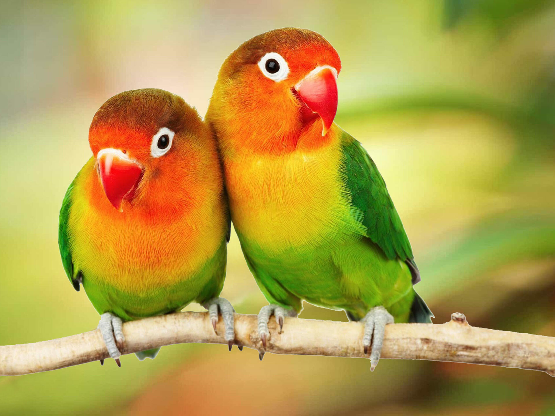 Lovebirds, Birds Wallpaper, 1920x1440 HD Desktop