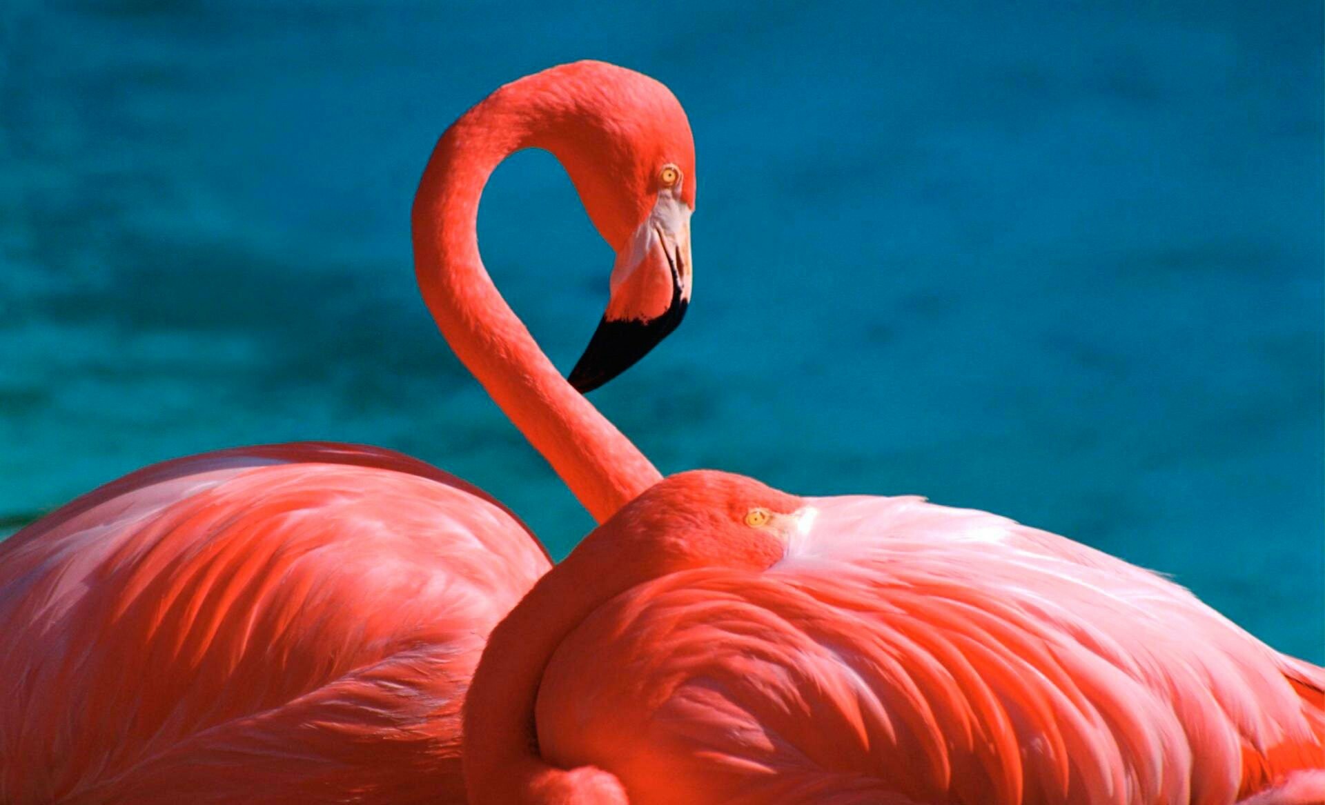 Flamingo screenshots, Captivating moments, Stunning visuals, Digital art, 1920x1170 HD Desktop