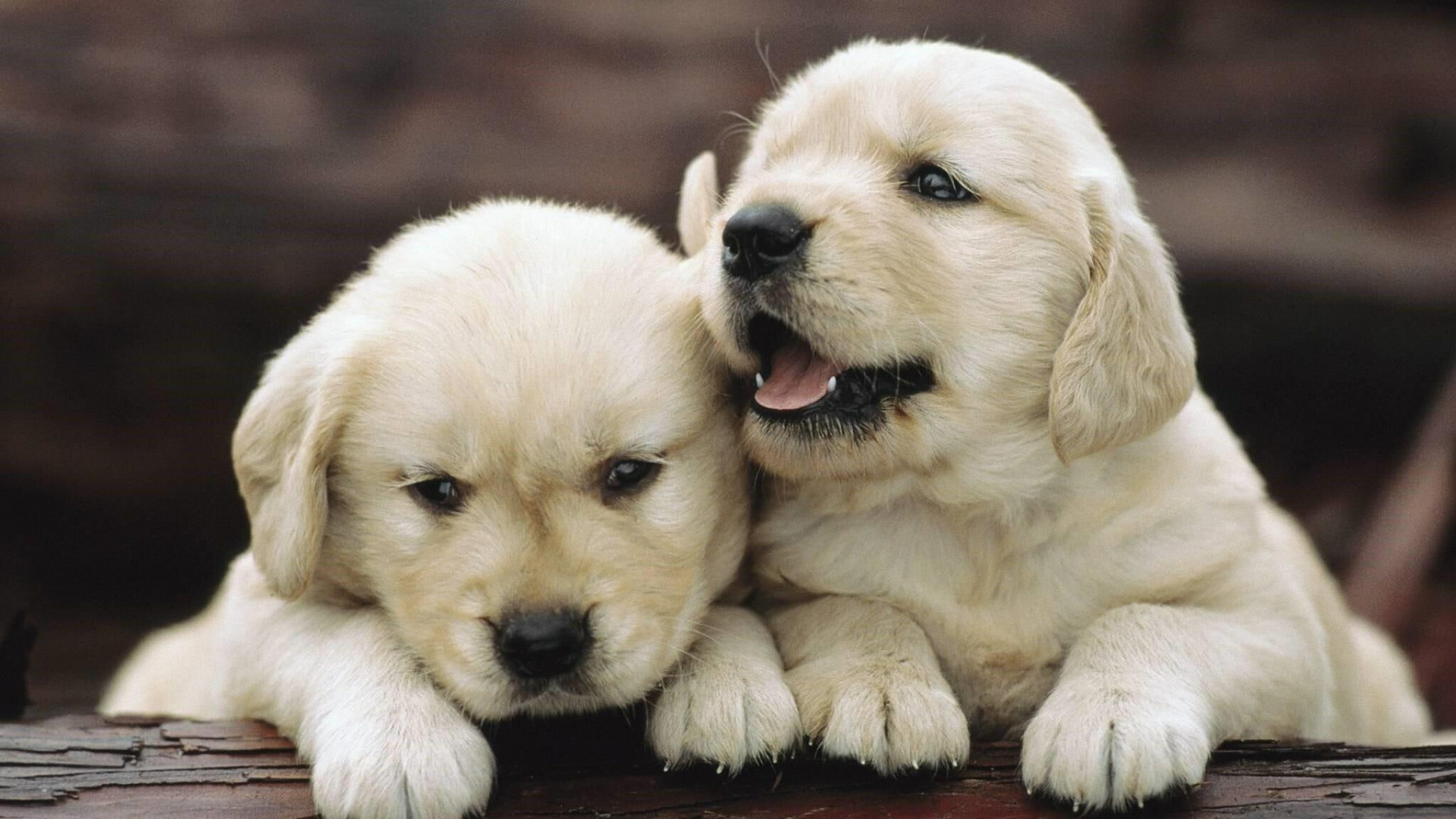 Cute doggies, Pet animals, Puppy love, 2050x1160 HD Desktop