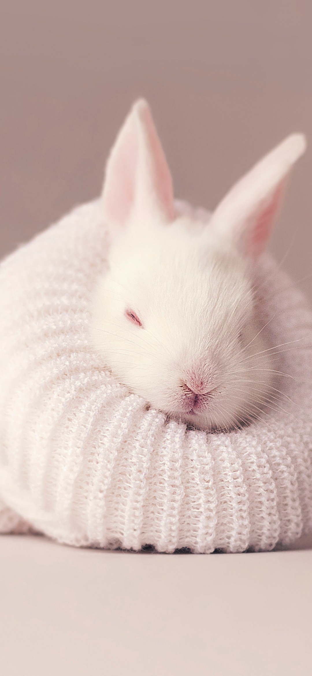 Bunny, White rabbit wallpaper, Newborn bunny, Cute aesthetic, 1080x2340 HD Phone