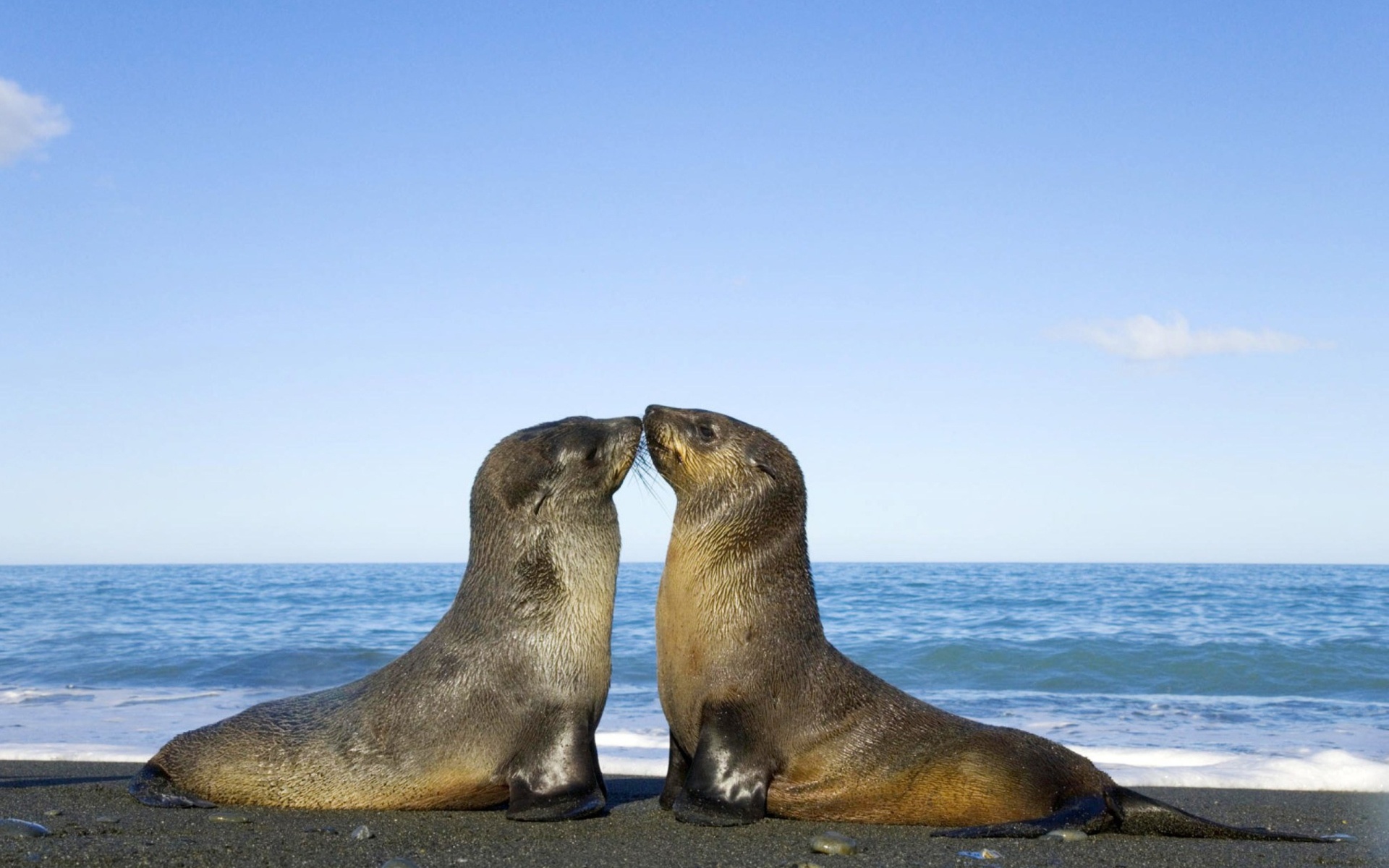 Antarctic fur seal, Widescreen desktop wallpaper, 1920x1080 full HD, Beautiful marine mammal, 1920x1200 HD Desktop