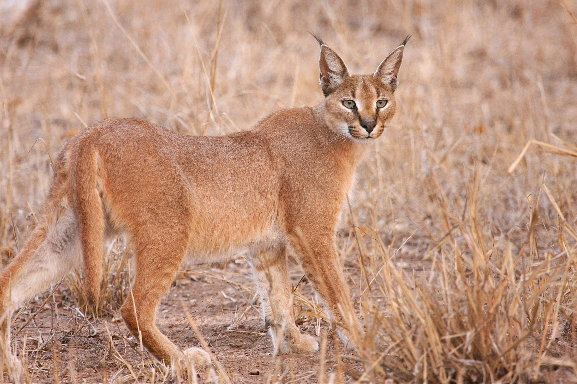 African beauty, Stealthy predator, Haunting presence, Strikingly beautiful, 1920x1280 HD Desktop