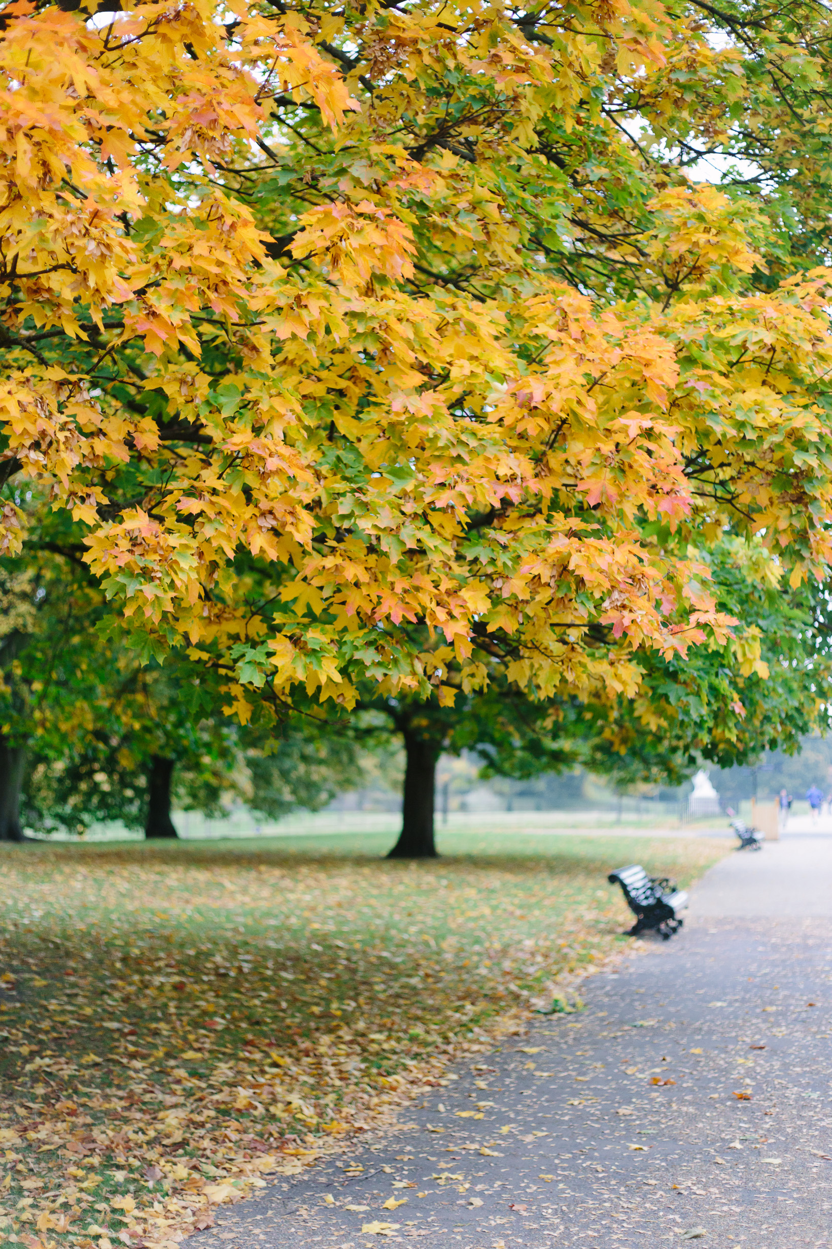 Hyde Park London, Autumn vibes, York Avenue, 1640x2460 HD Phone