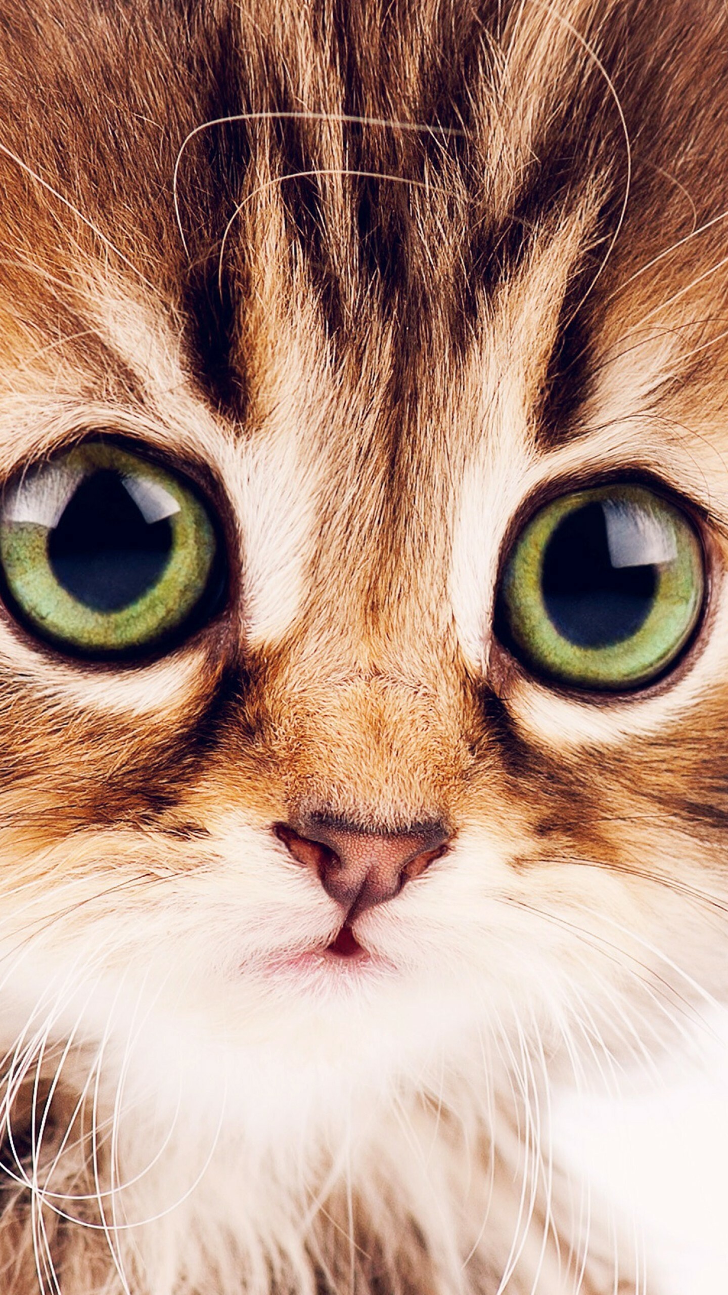 Close-up, Kittens Wallpaper, 1440x2560 HD Phone