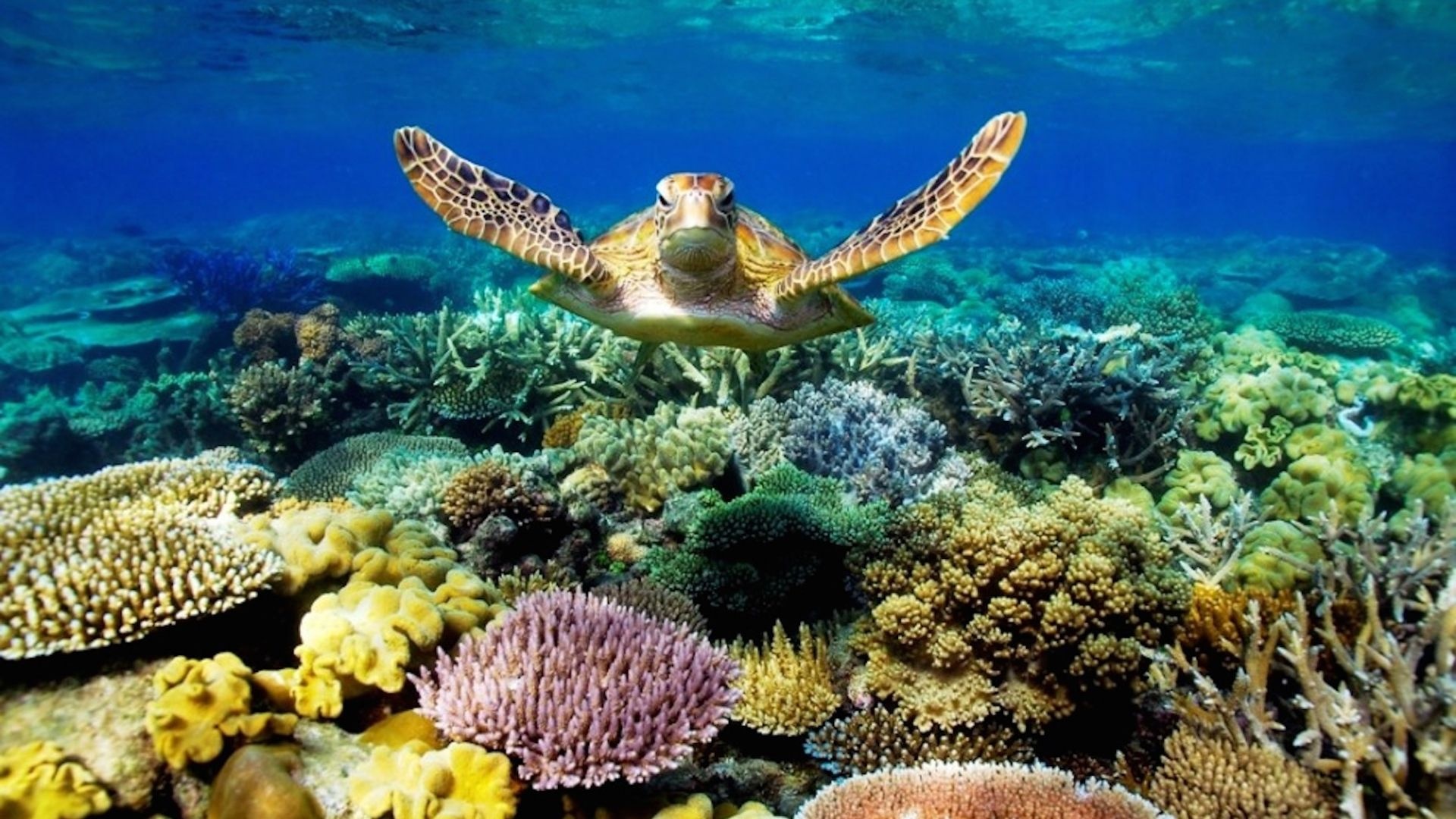 Great Barrier Reef, Coral paradise, Submerged adventure, Marine biodiversity, 1920x1080 Full HD Desktop