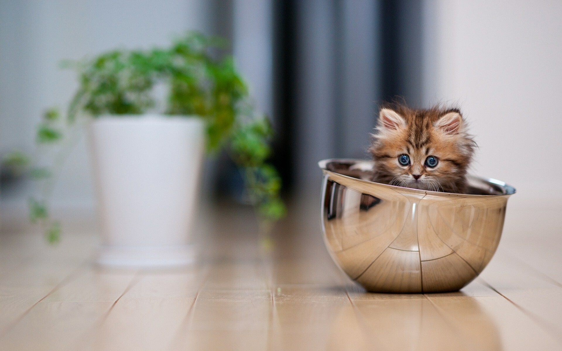 Bowl cute little kitten, Wallpaper heat up, 1440p resolution, Cute little kitten, 1920x1200 HD Desktop