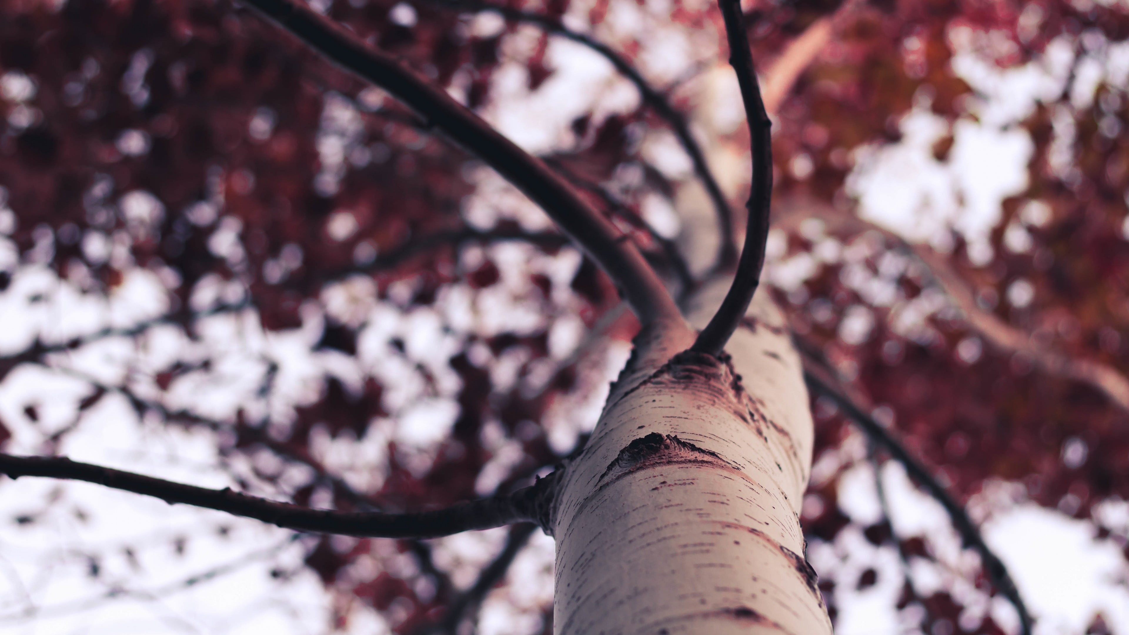 Birch Tree, Forest, Birch, Wallpaper, 3840x2160 4K Desktop