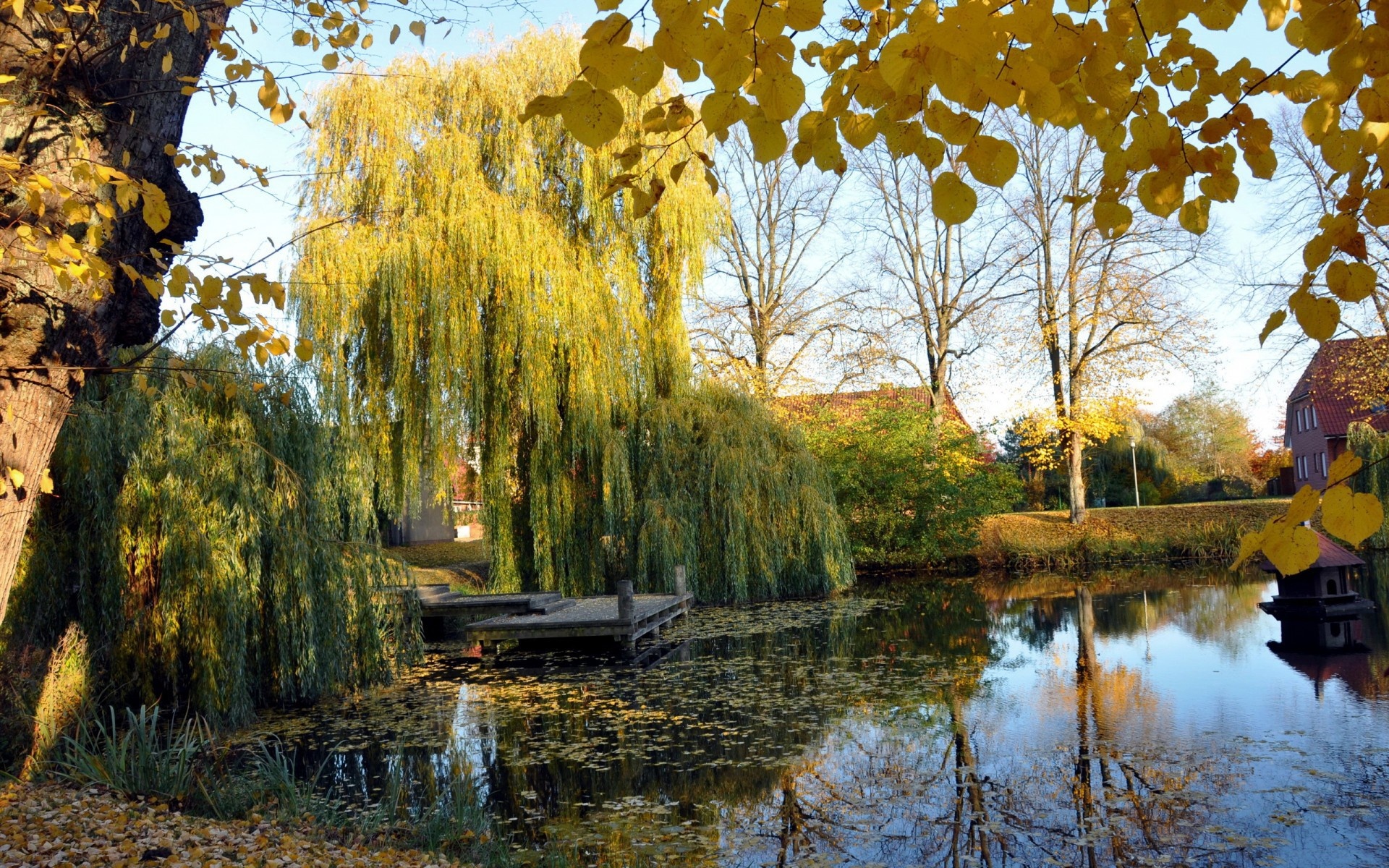 Weeping willow pond wallpapers, Nature's tranquility, Serene beauty, Captivating atmosphere, 1920x1200 HD Desktop