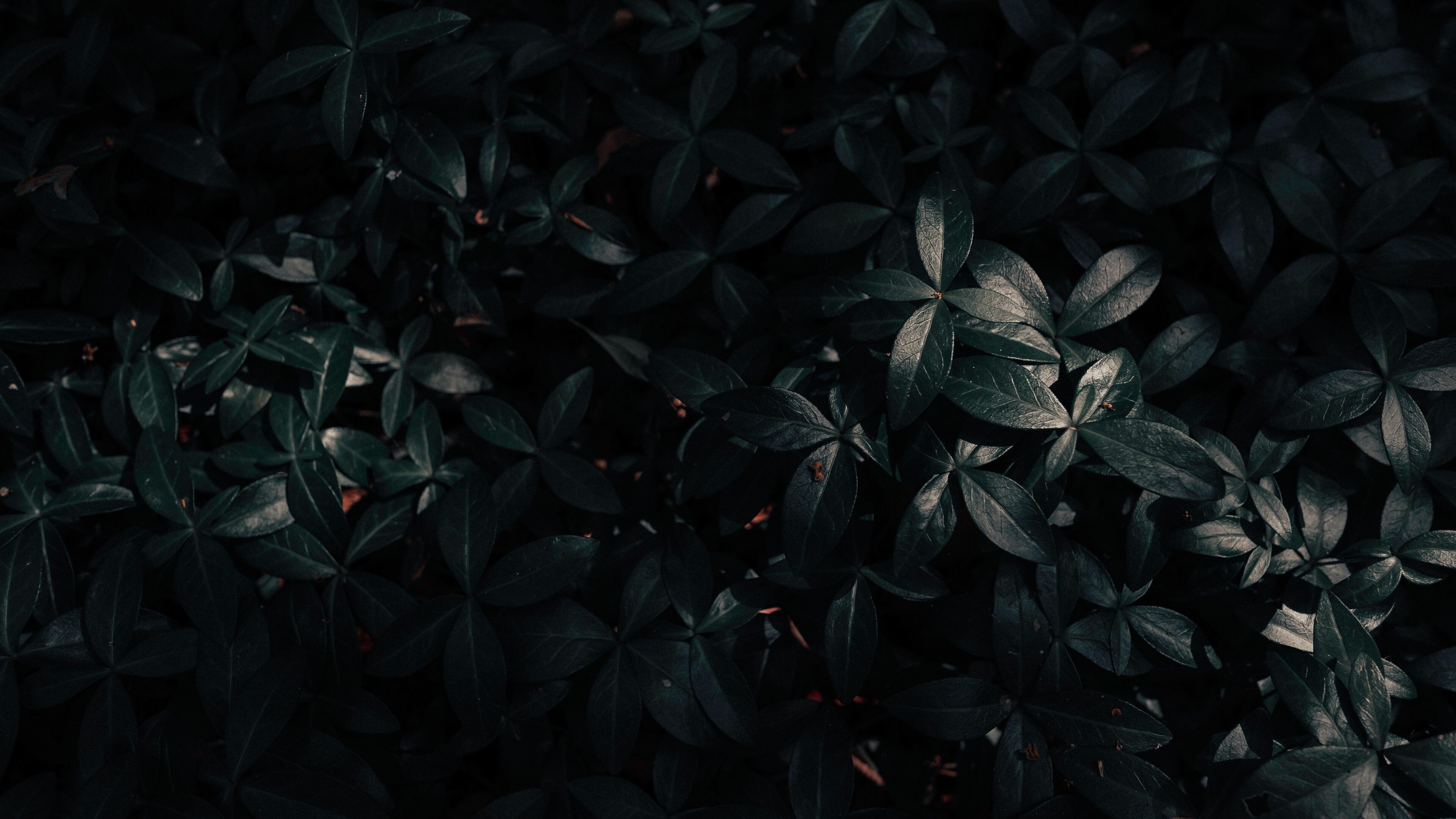 Plant leaves dark, 4K, Backyard garden, 3840x2160 4K Desktop