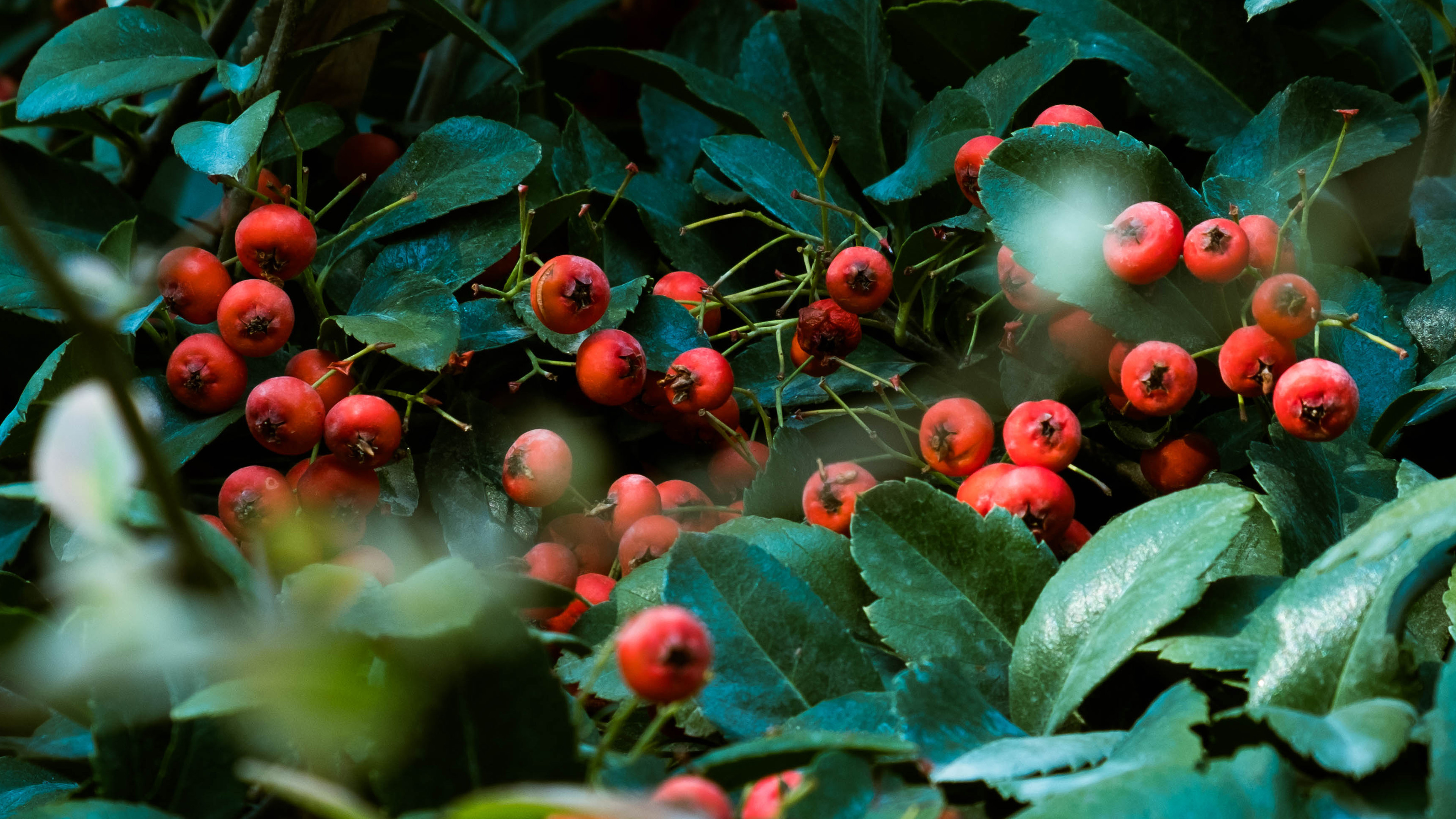 Hawthorn Tree Nature, Og05 Nature, Red Berry, Green Tree, 3840x2160 4K Desktop