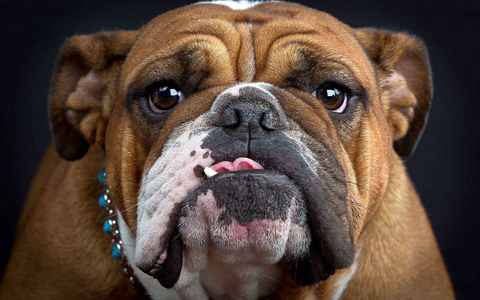 Bulldog, English breed, Top free, High quality, 1920x1200 HD Desktop