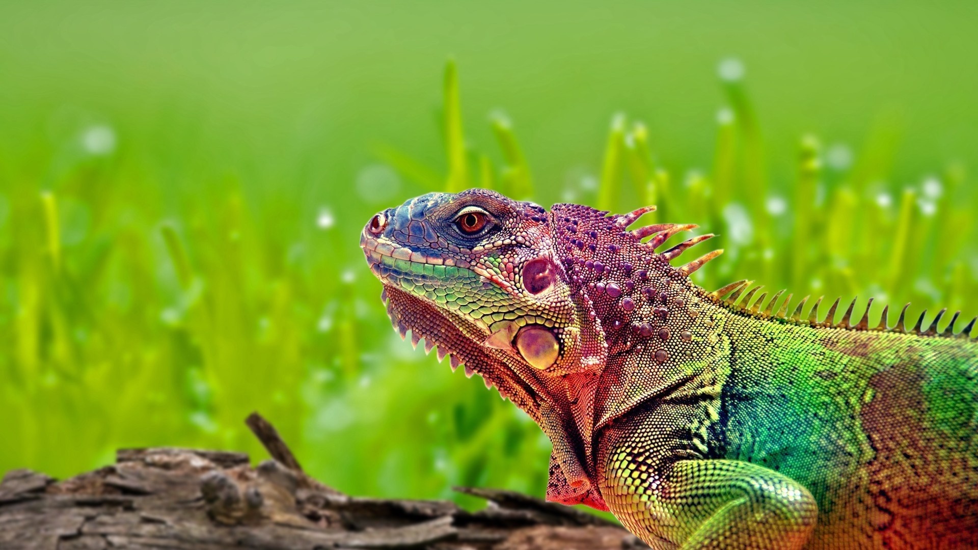 Iguana, HD wallpaper, Detailed texture, Reptile photography, 1920x1080 Full HD Desktop