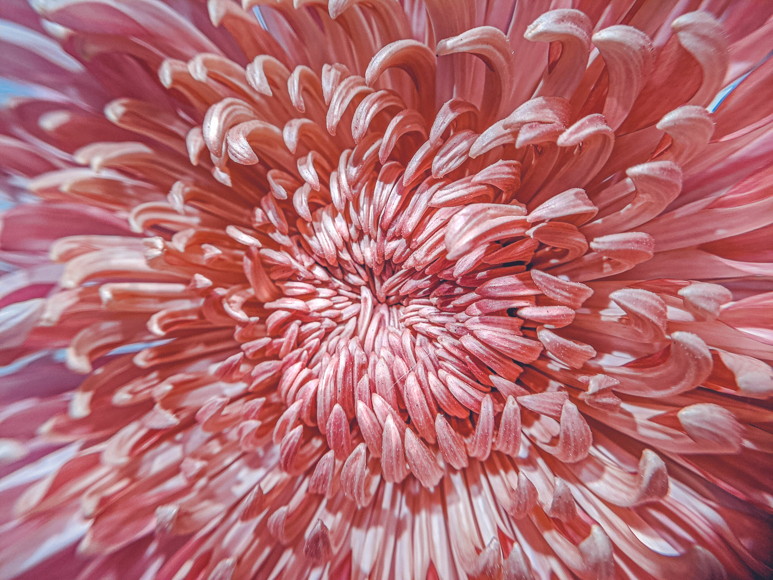 Close-up chrysanthemum, Nature's intricate details, Desktop wallpaper release, Flawless flower photography, 2500x1880 HD Desktop