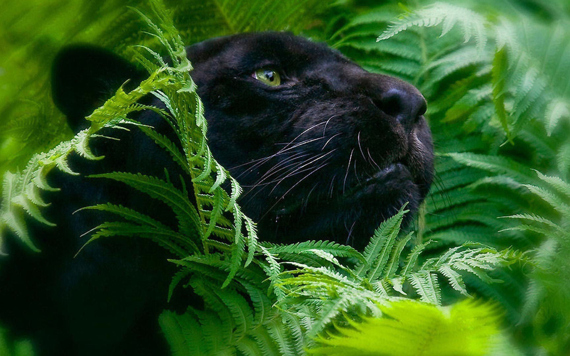 Black Panther, Animal, Wallpaper, Photos, 1920x1200 HD Desktop