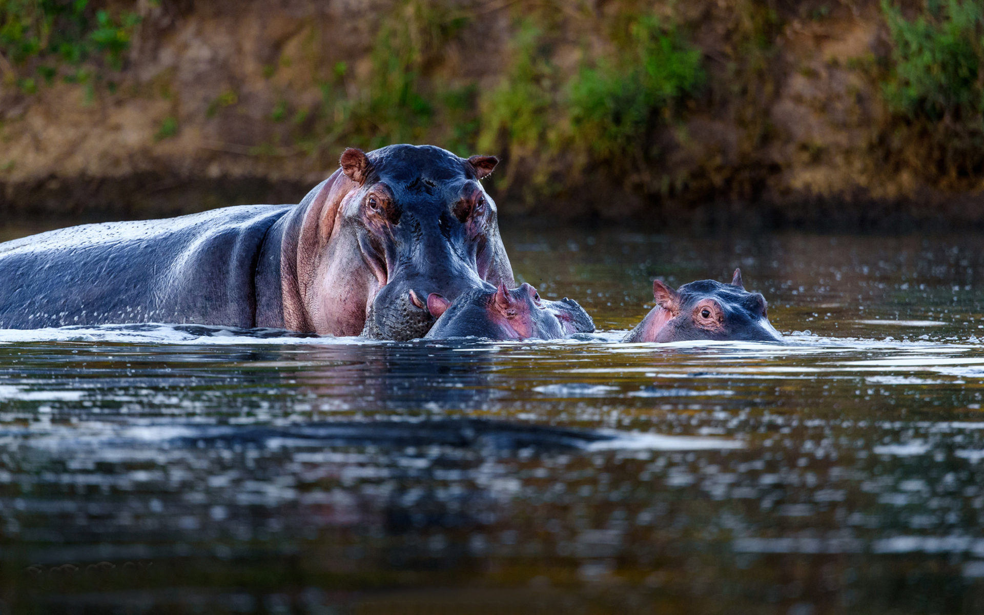 Amphibious, Herbivorous, Mammal, Sub-Saharan Africa, 1920x1200 HD Desktop