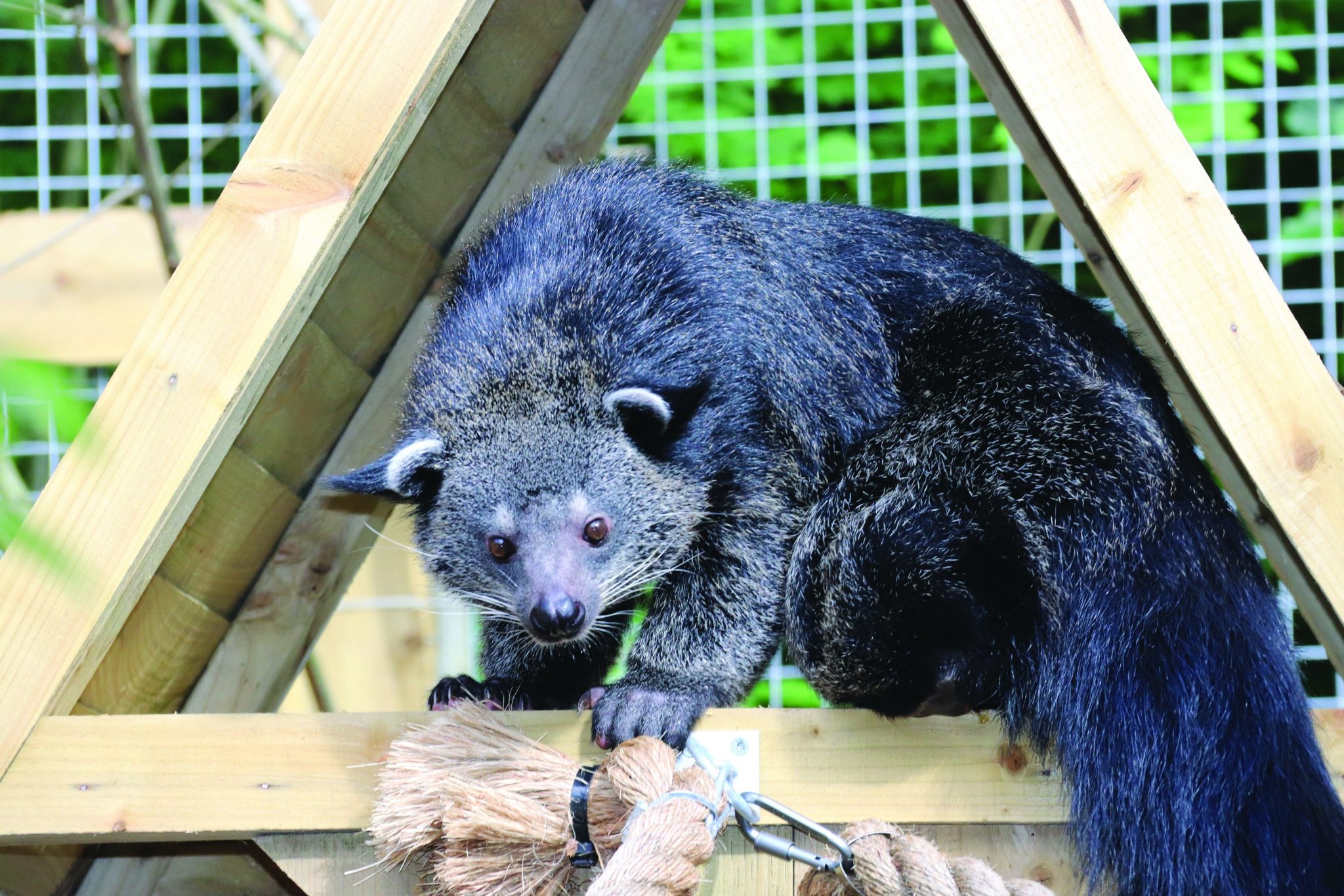 Dudley Zoo and Castle, Binturong Wallpaper, 2050x1370 HD Desktop