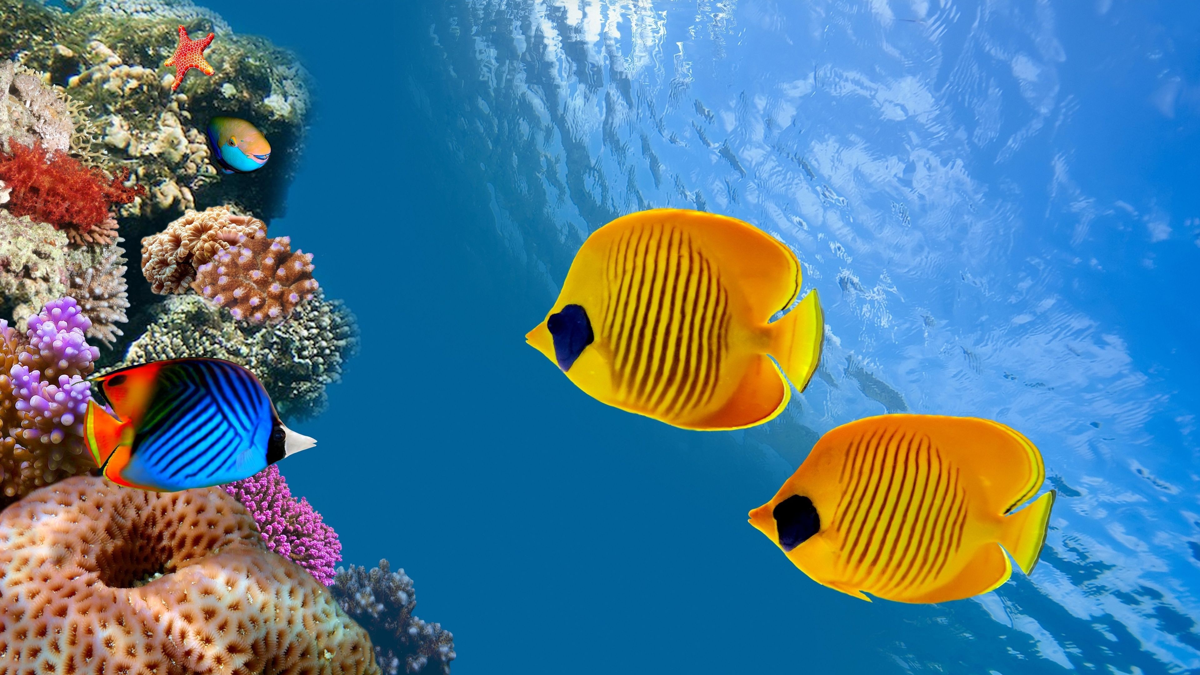 Bluecheek Butterflyfish, Aquarium Wallpaper, 3840x2160 4K Desktop