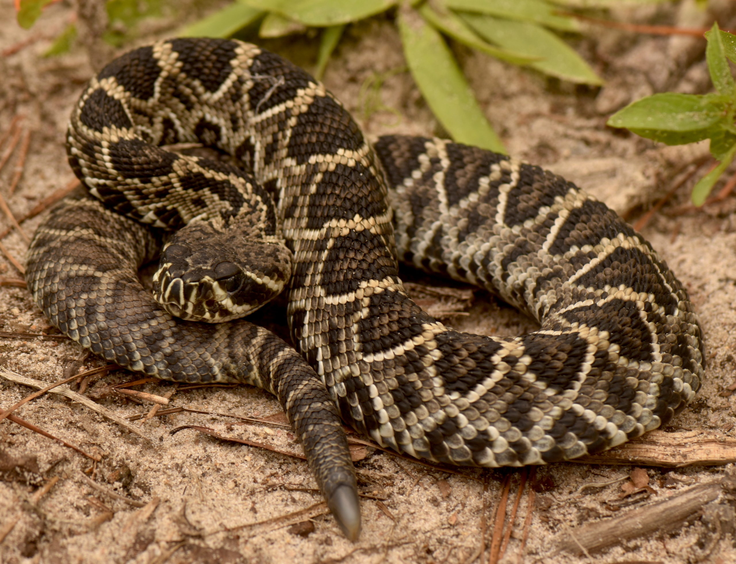 Eastern diamondback rattlesnake, Rare litter, Nature's miracle, Garden & Gun's discovery, 2560x1960 HD Desktop