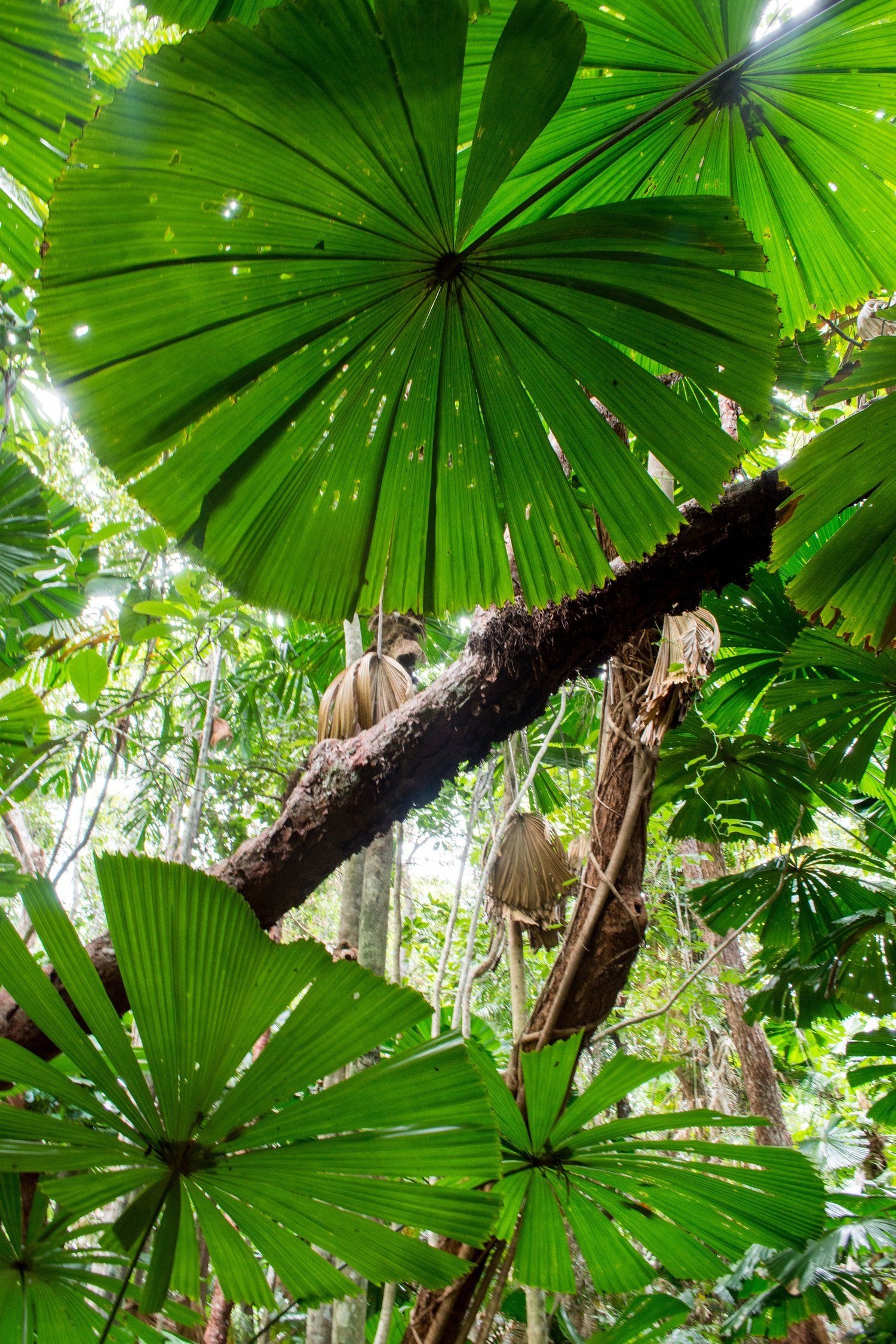 Daintree National Park, Dubuji Boardwalk, Rainforest flora, Tropical paradise, 1500x2250 HD Phone