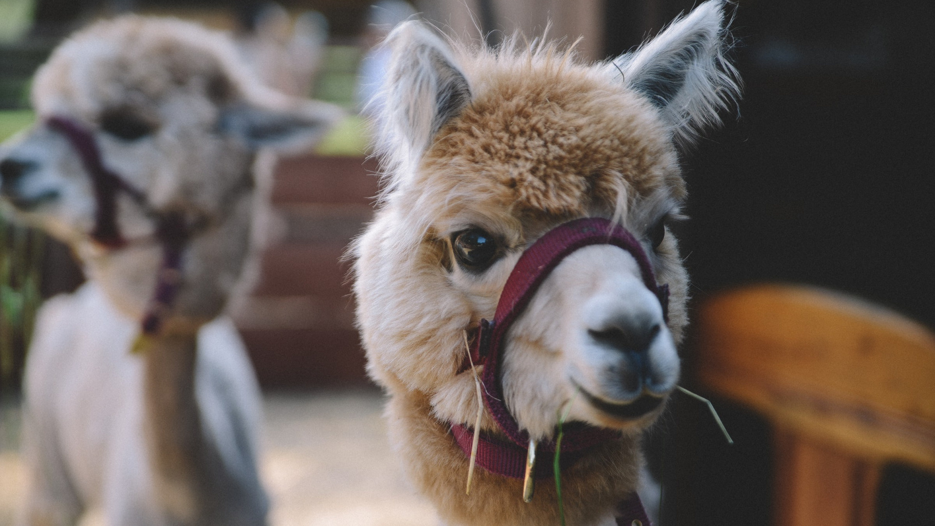 Llama in blurred background, Beautiful animal scenery, Llama serenity, Nature's beauty, 1920x1080 Full HD Desktop