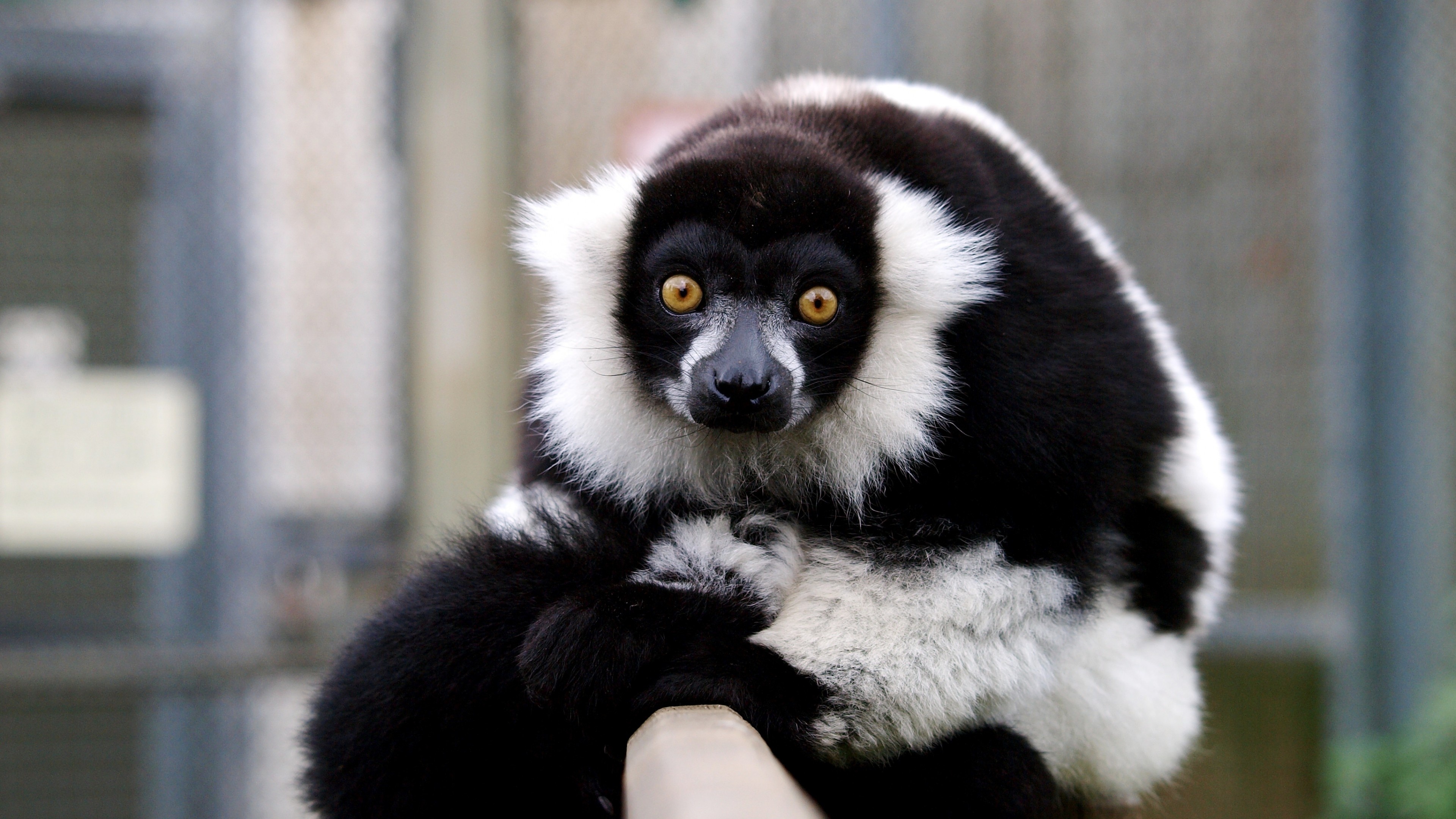 The black-and-white ruffed, Lemurs Wallpaper, 3840x2160 4K Desktop