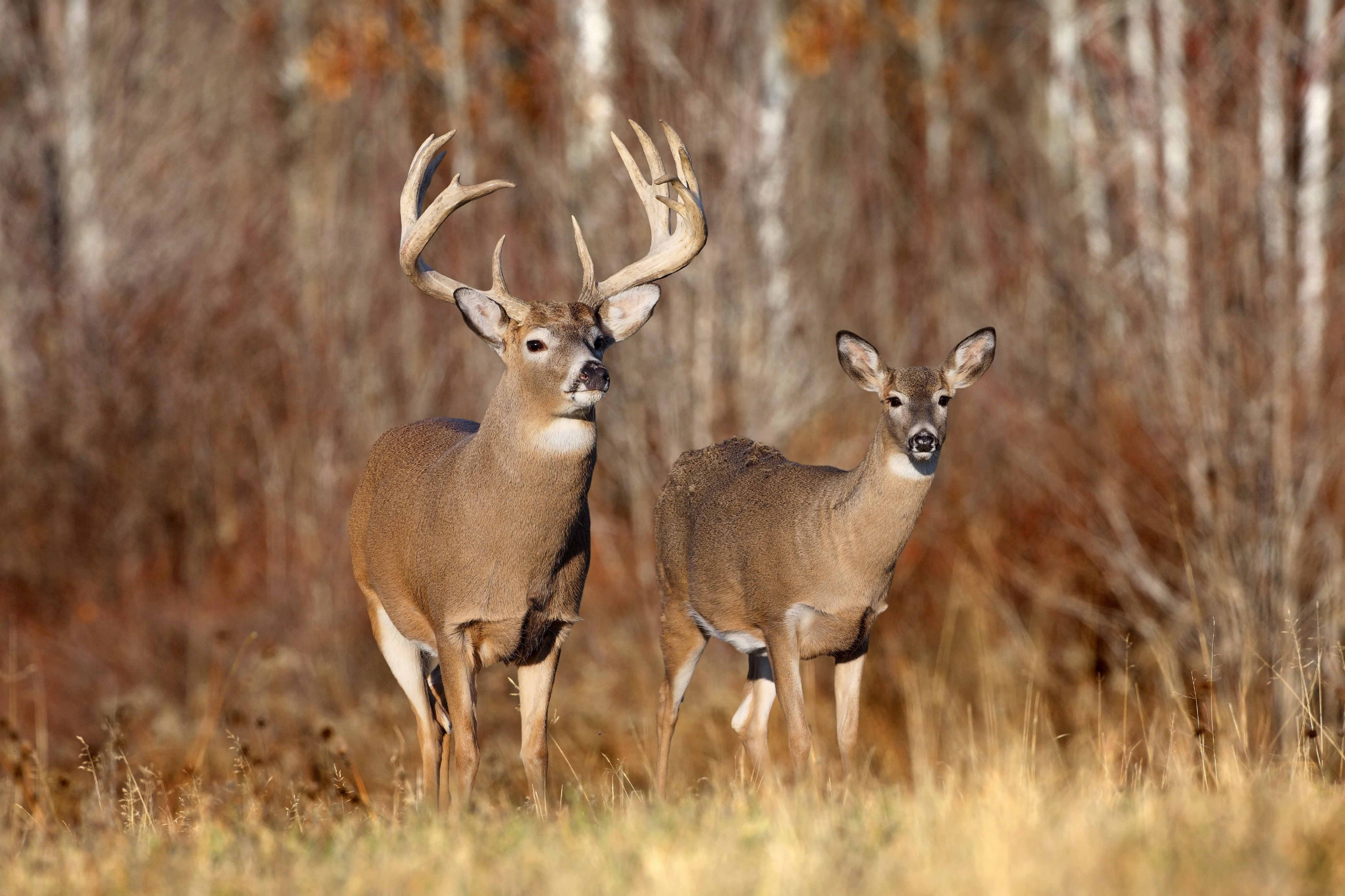 Elegant deer, Nature's beauty, Graceful creature, Wildlife wonder, 2580x1720 HD Desktop