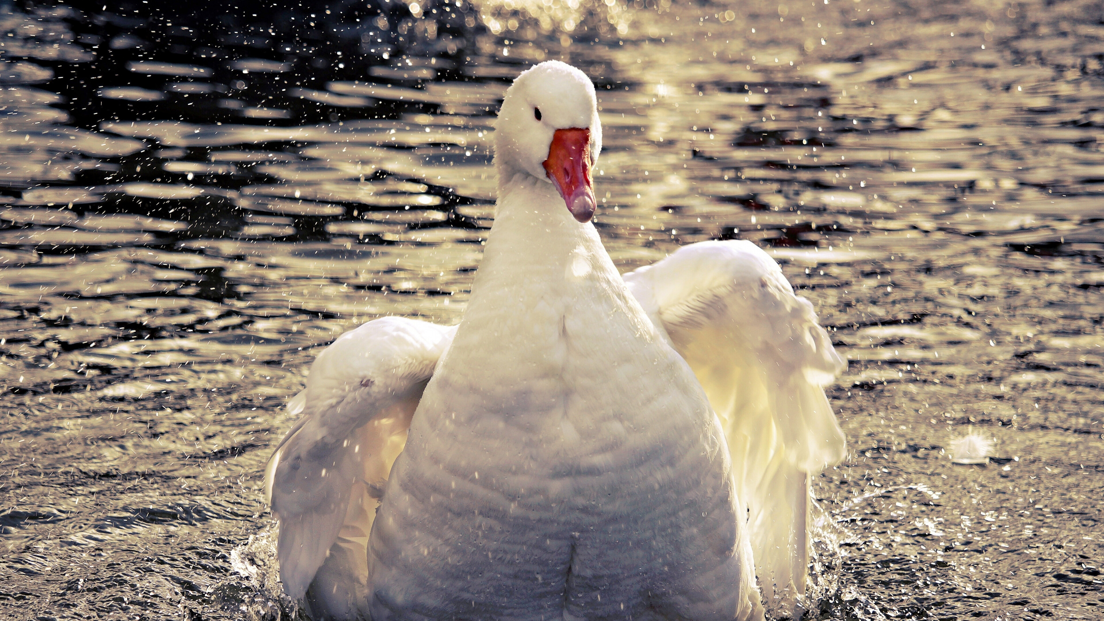 Goose swimming in 4K, Breathtaking wallpaper, Stunning image, Serene beauty, 3840x2160 4K Desktop